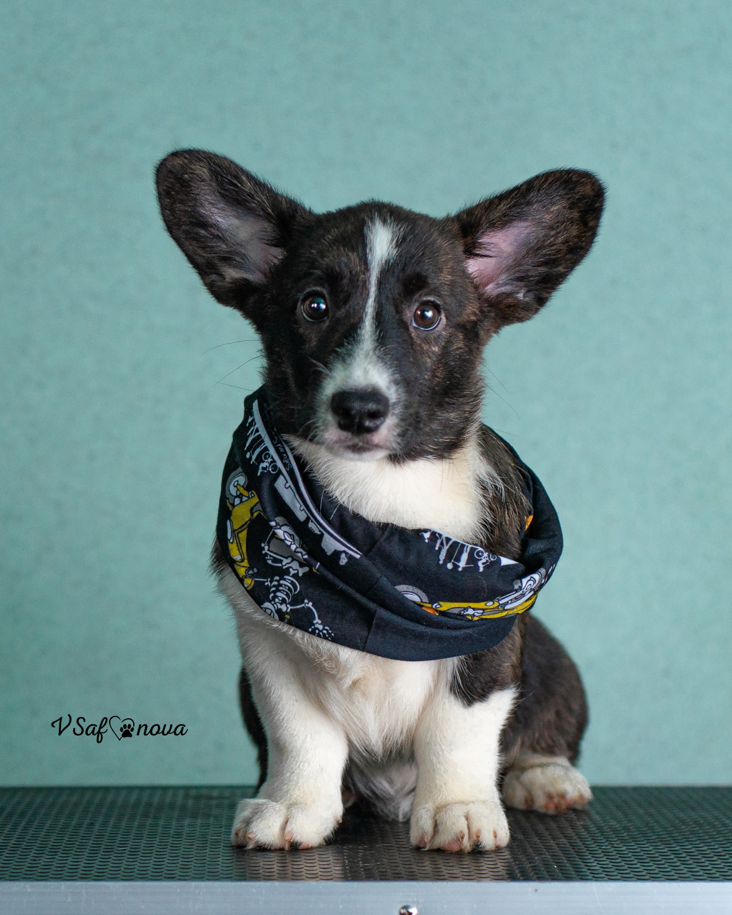 И снова кардиганчики 16.07.2021. Фотограф анималист Благовещенск. Сафонова Виктория