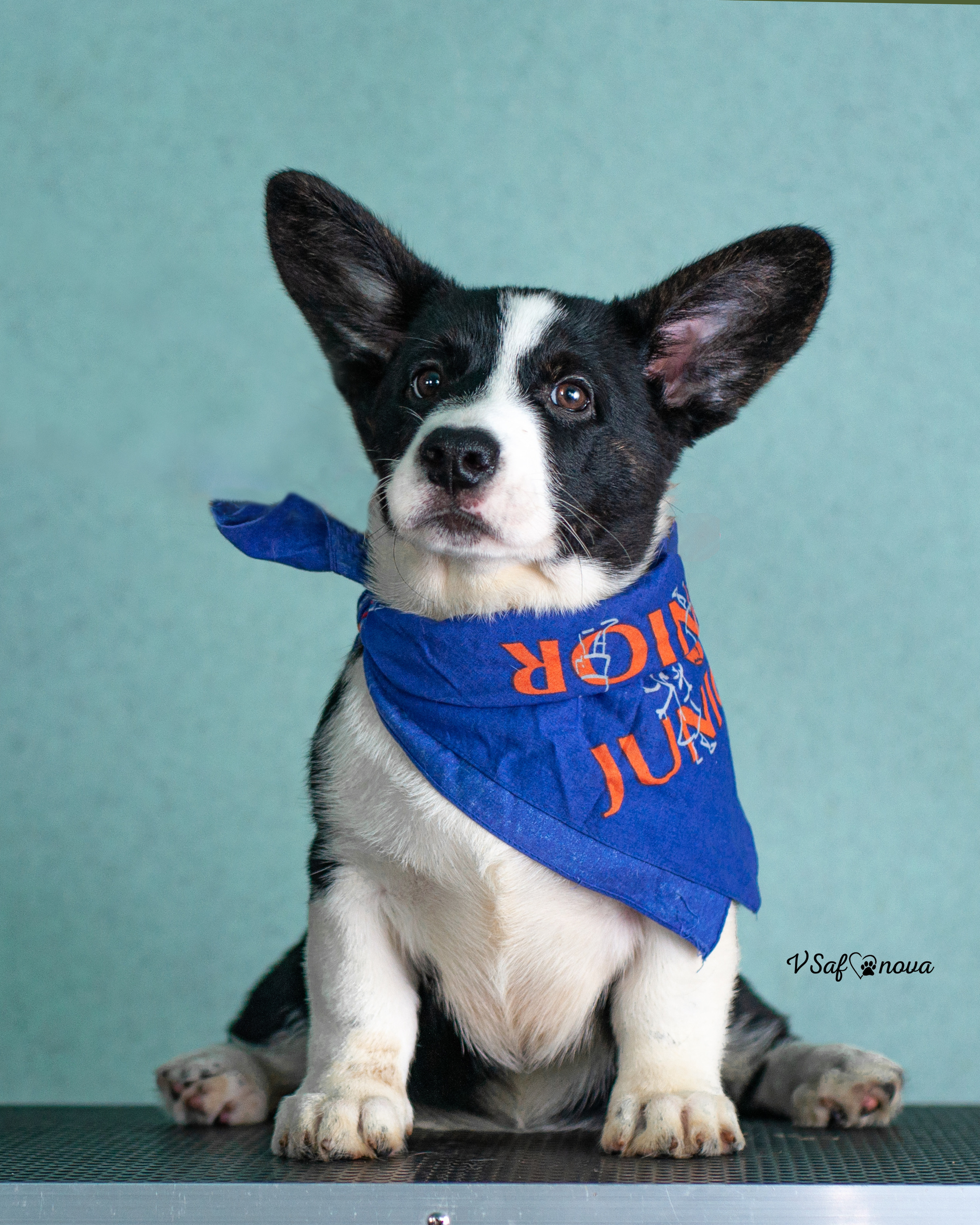 И снова кардиганчики 16.07.2021. Фотограф анималист Благовещенск. Сафонова Виктория