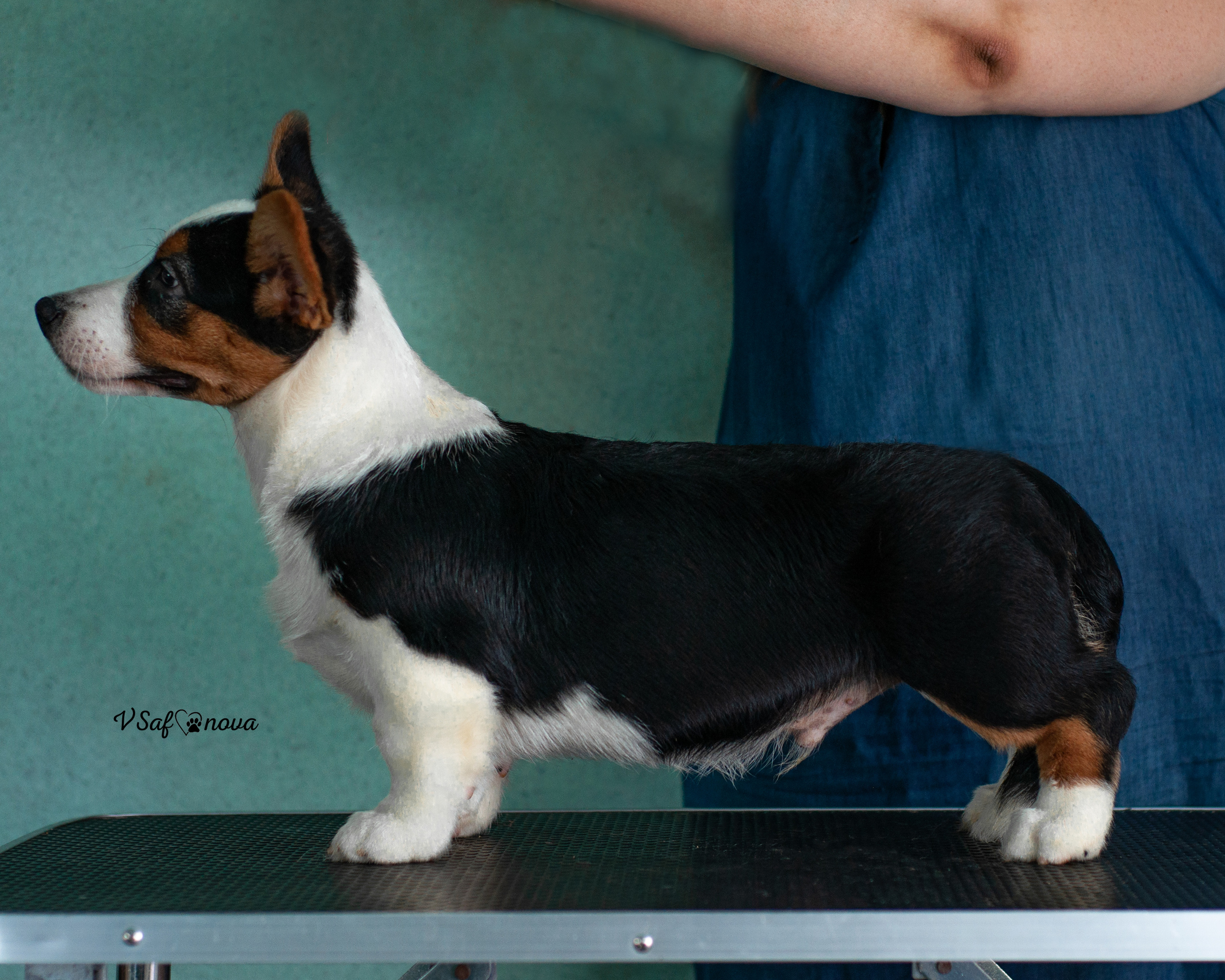 И снова кардиганчики 16.07.2021. Фотограф анималист Благовещенск. Сафонова Виктория