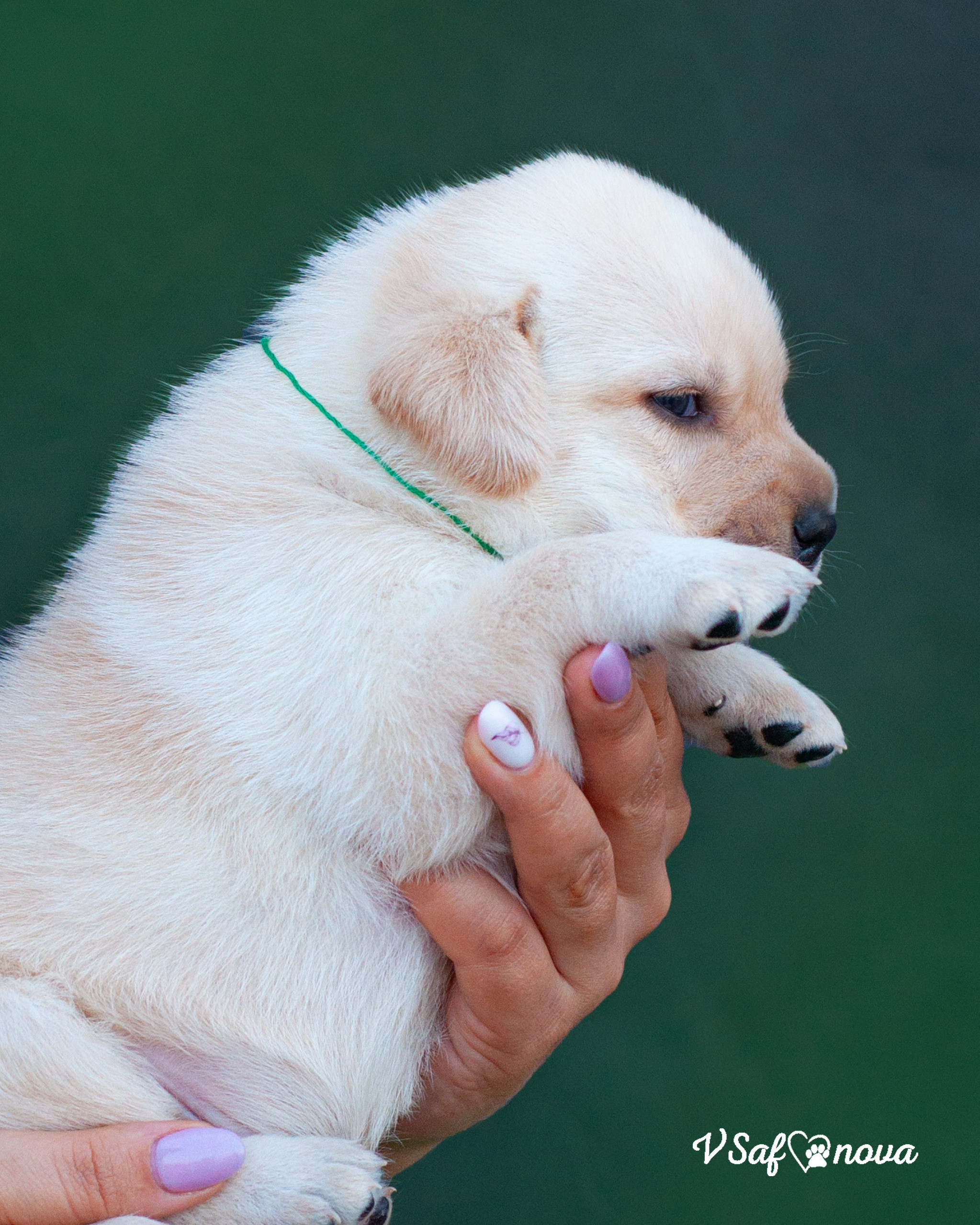 Лабродорчики 15.08.2021. Фотограф анималист Благовещенск. Сафонова Виктория