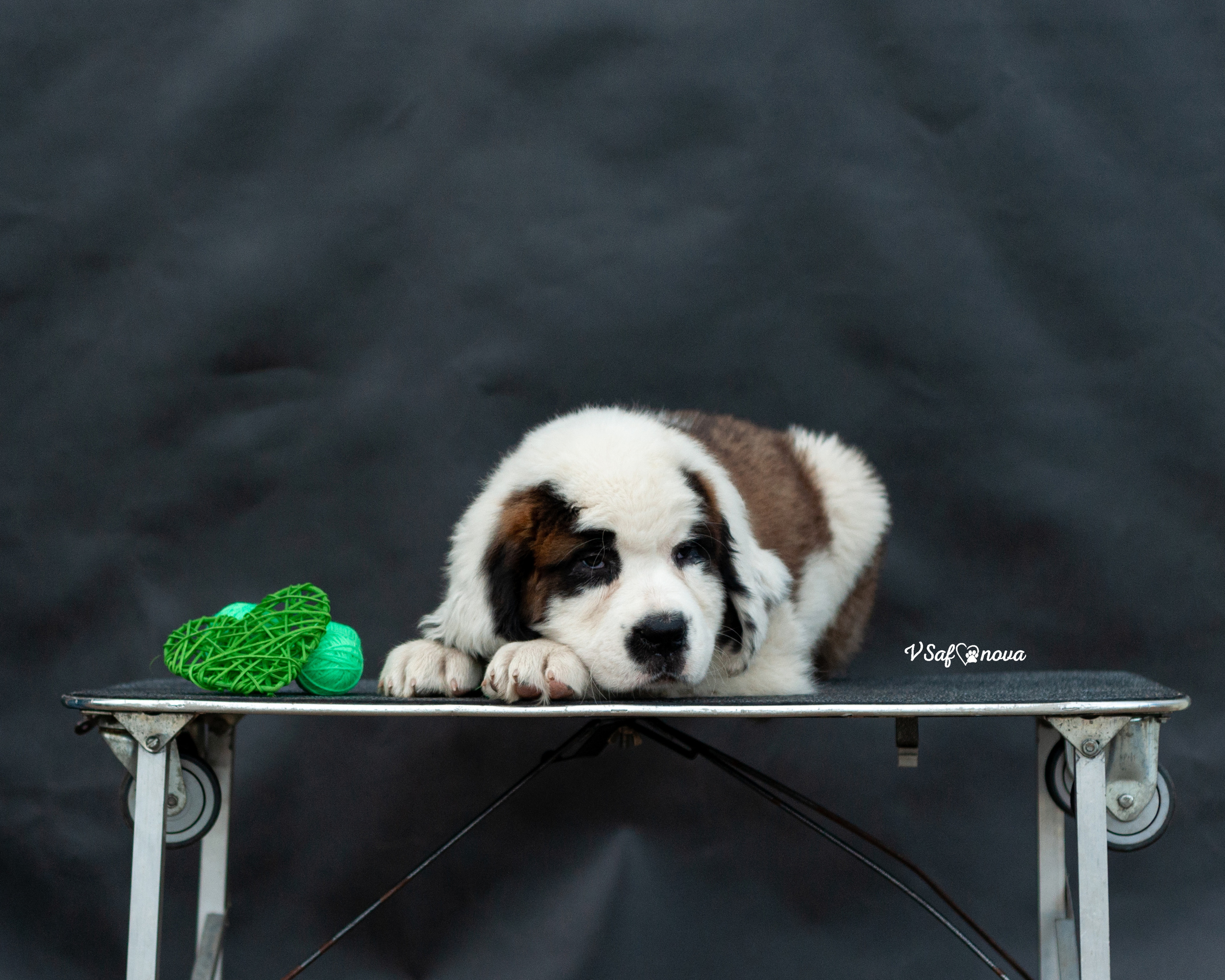Сенбернары 29.05.2021. Фотограф анималист Благовещенск. Сафонова Виктория