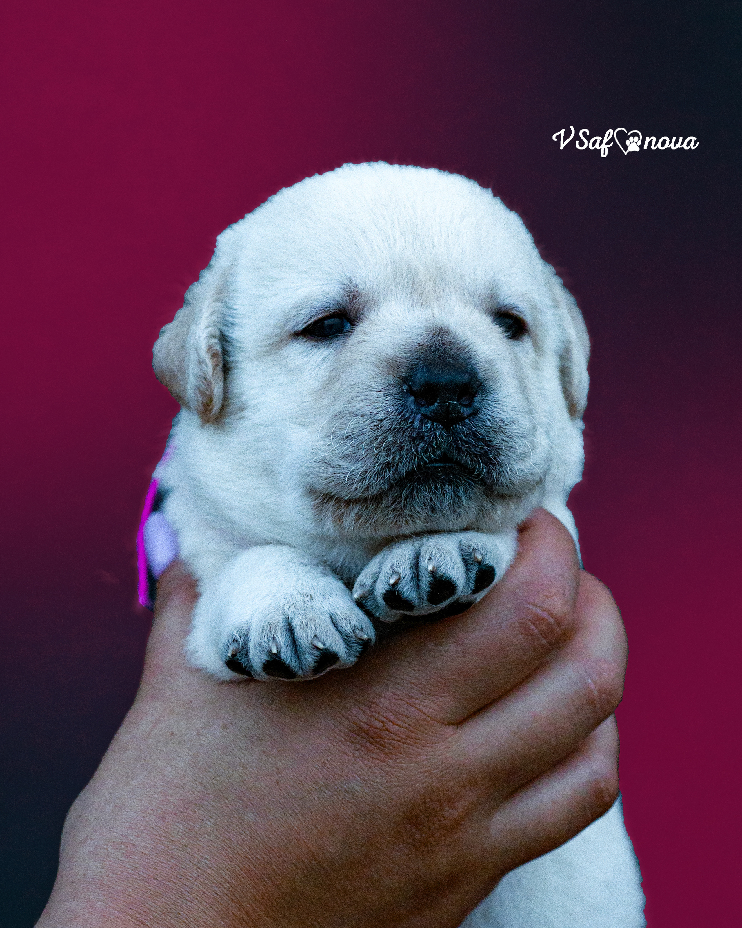 Лабродорчики 15.08.2021. Фотограф анималист Благовещенск. Сафонова Виктория