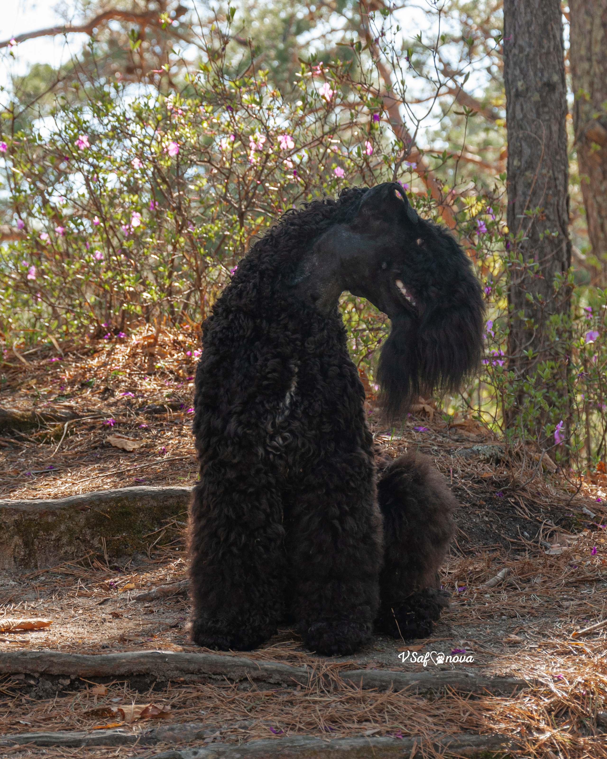 Аня и Гоша 16.05.2021. Фотограф анималист Благовещенск. Сафонова Виктория