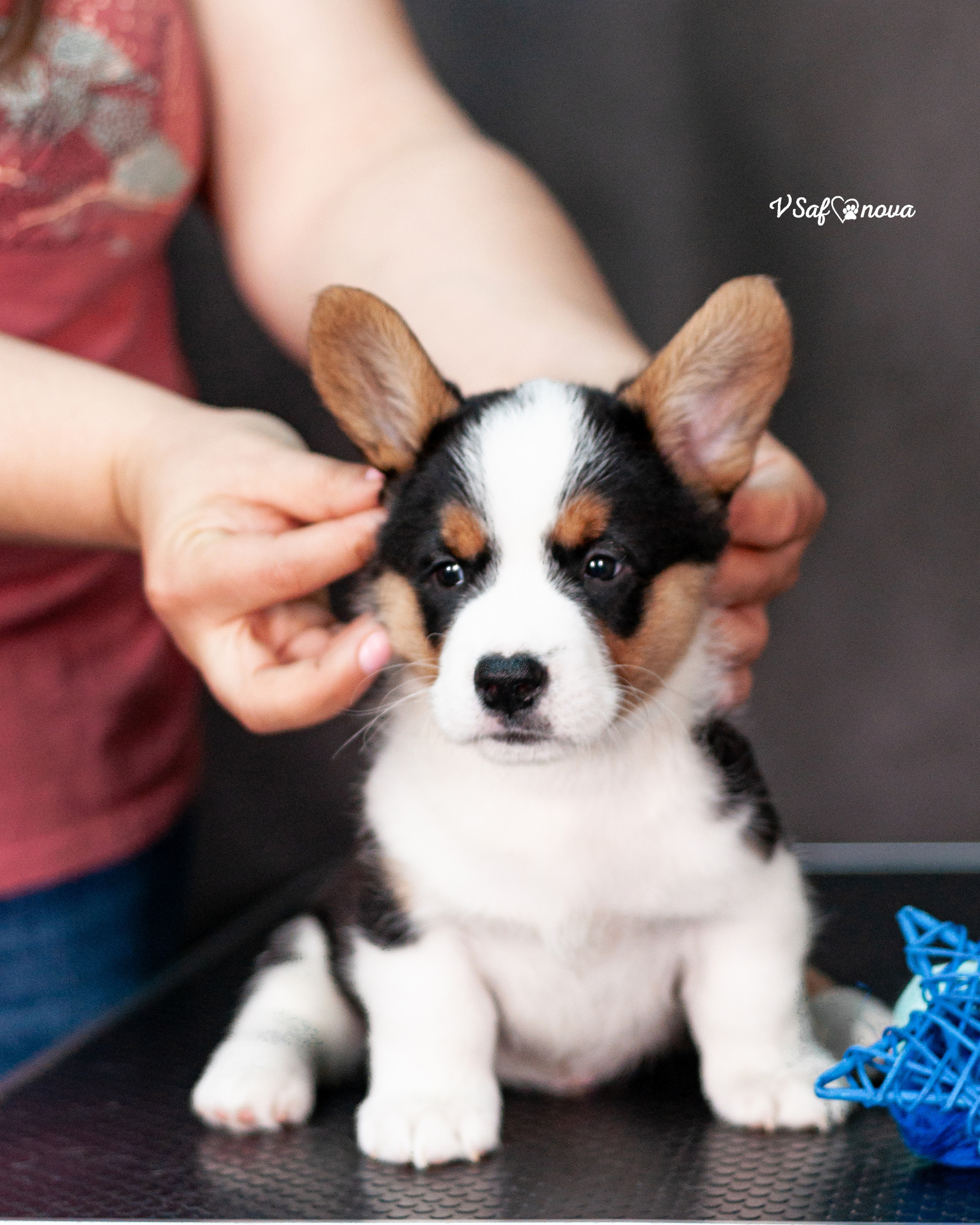 Вельш корги кардиган 30.05.2021. Фотограф анималист Благовещенск. Сафонова Виктория
