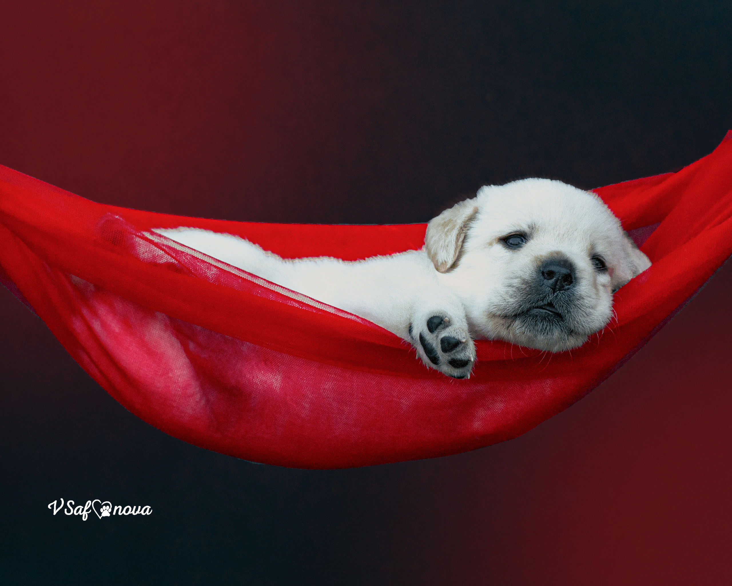 Лабродорчики 15.08.2021. Фотограф анималист Благовещенск. Сафонова Виктория