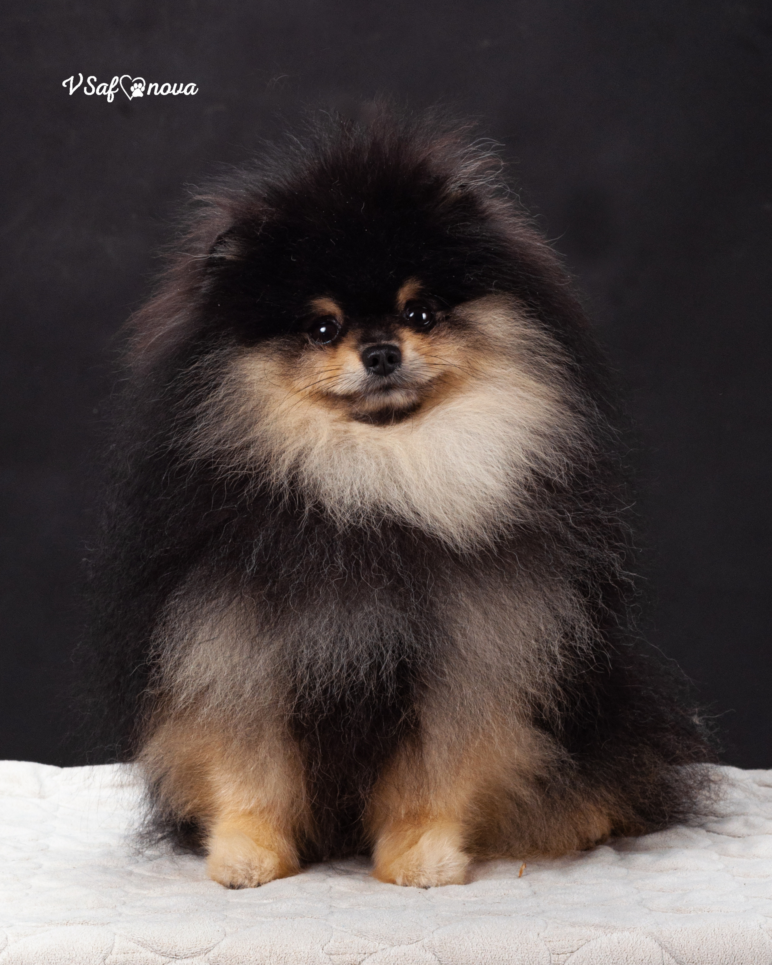 Каир и Ральф. Фотограф анималист Благовещенск. Сафонова Виктория