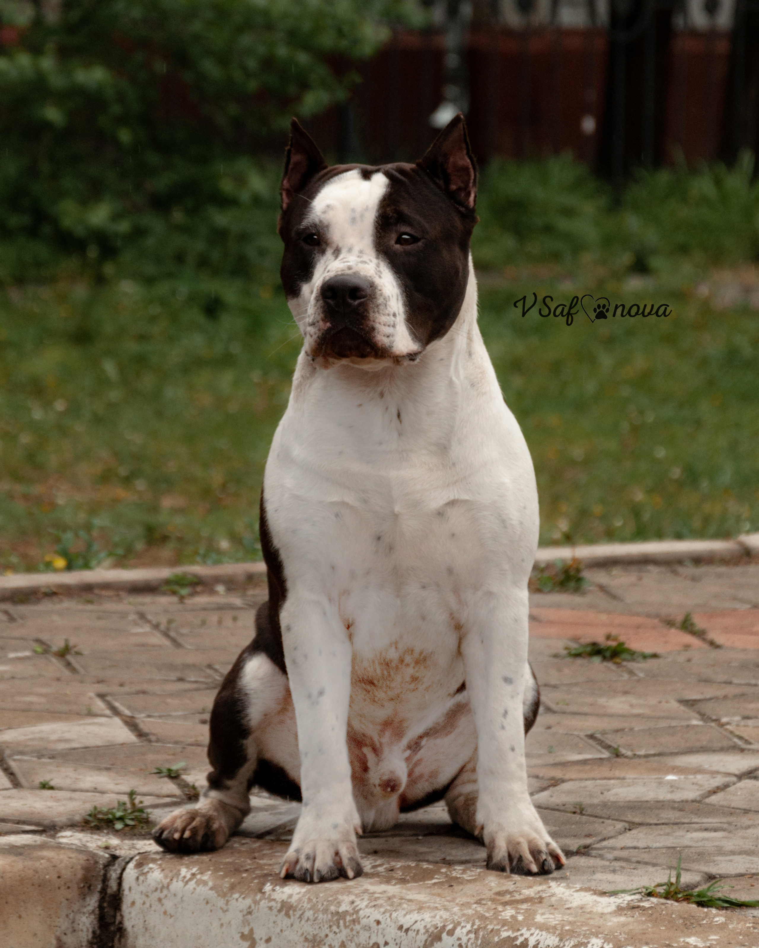 22–23 мая 2021 Благовещенск. Фотограф анималист Благовещенск. Сафонова Виктория