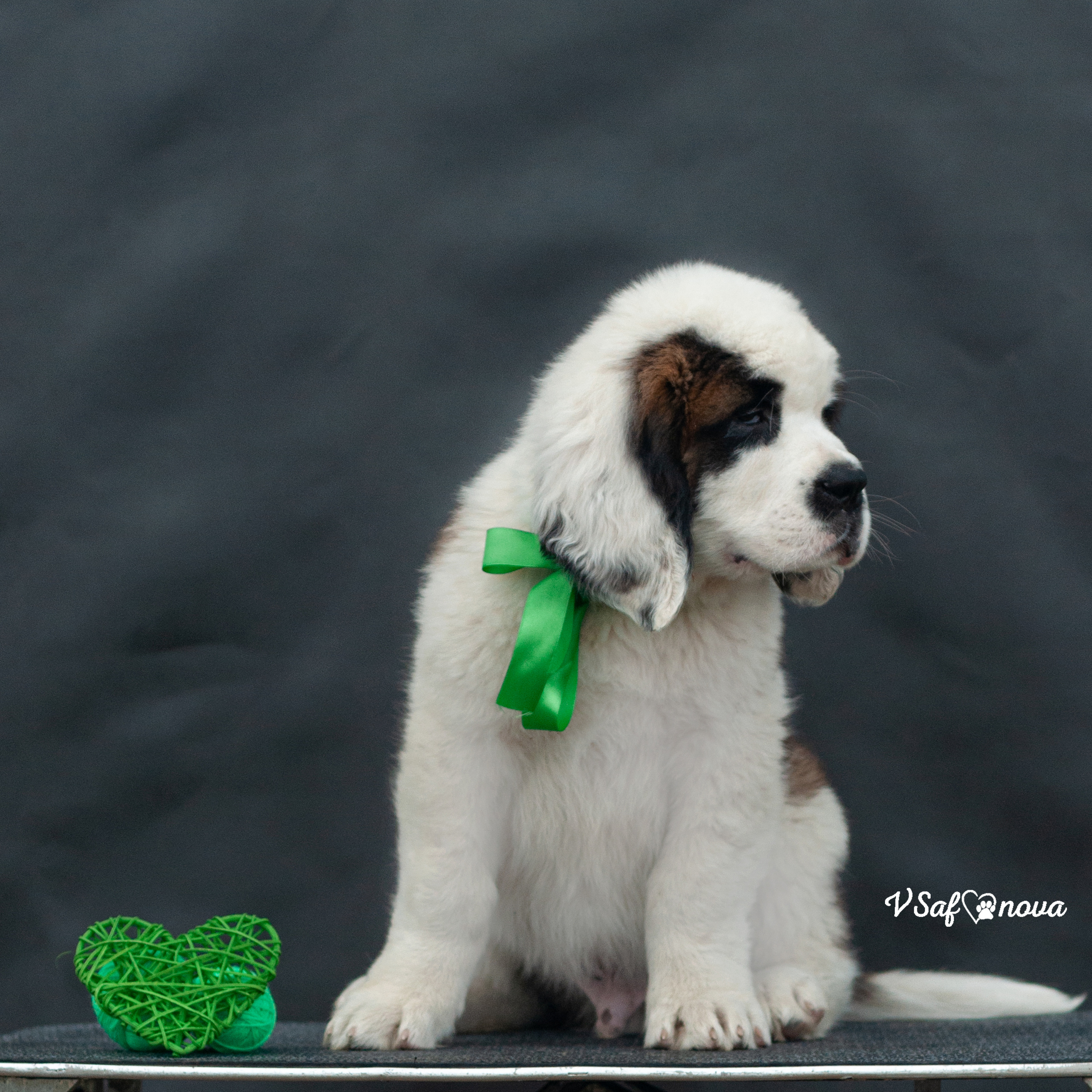 Сенбернары 29.05.2021. Фотограф анималист Благовещенск. Сафонова Виктория