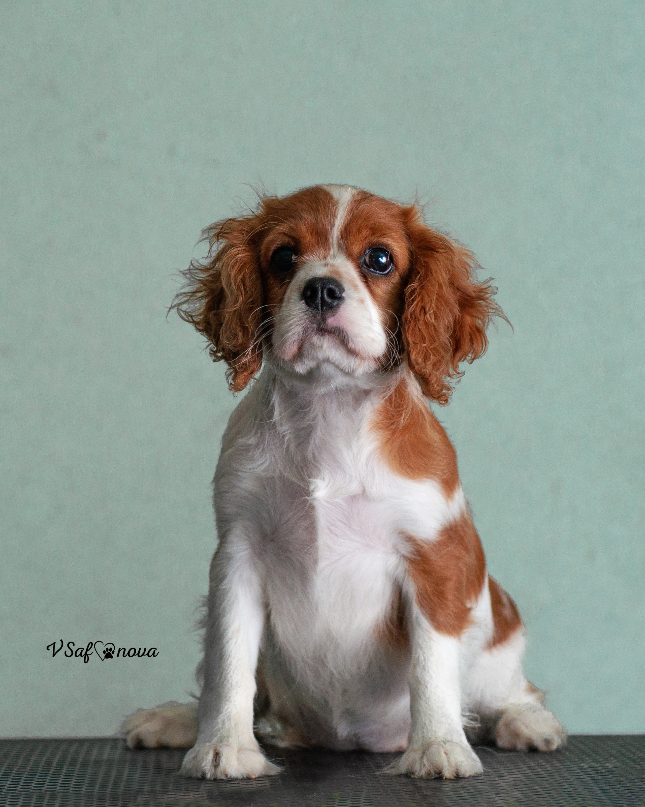 И снова кардиганчики 16.07.2021. Фотограф анималист Благовещенск. Сафонова Виктория