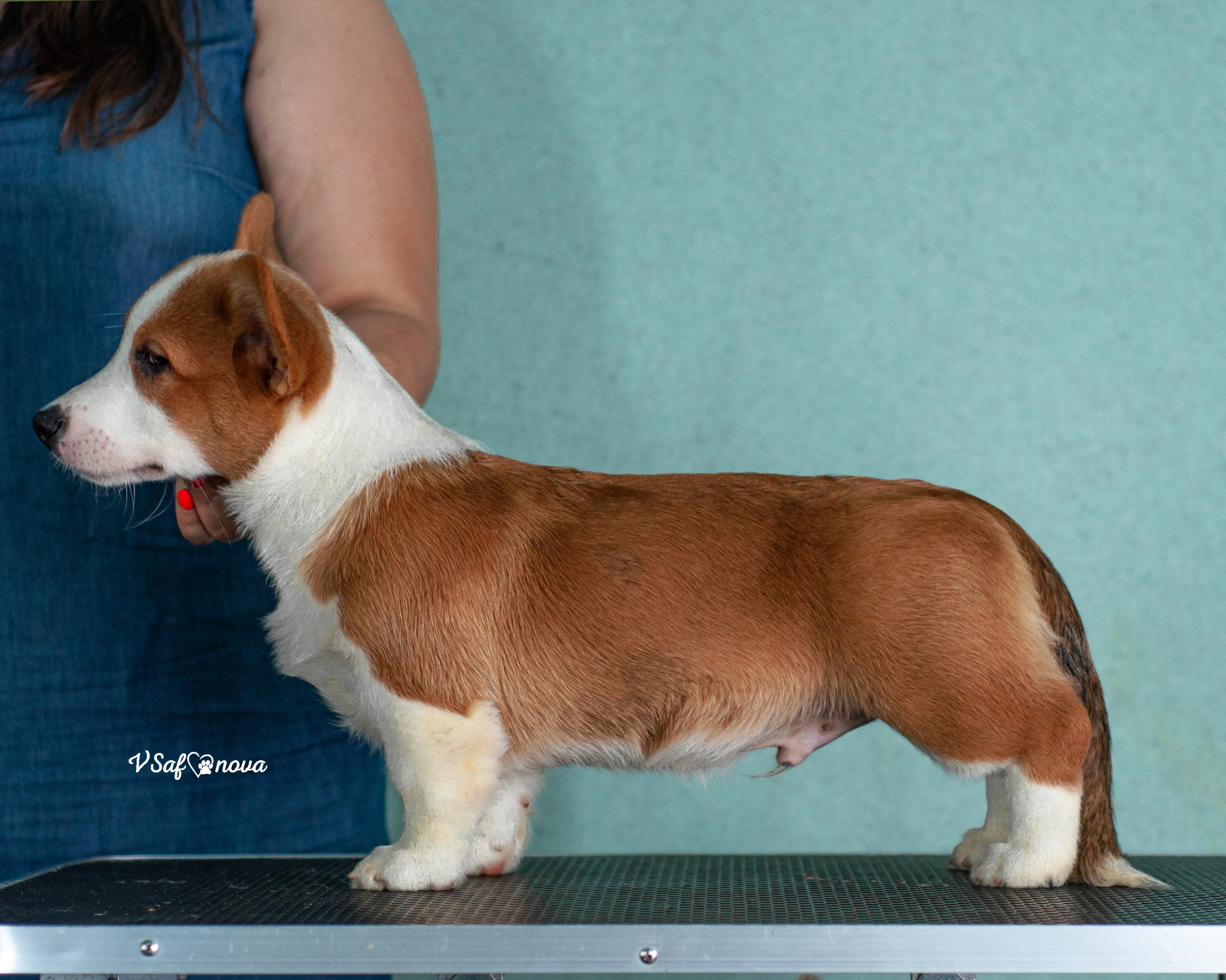 И снова кардиганчики 16.07.2021. Фотограф анималист Благовещенск. Сафонова Виктория
