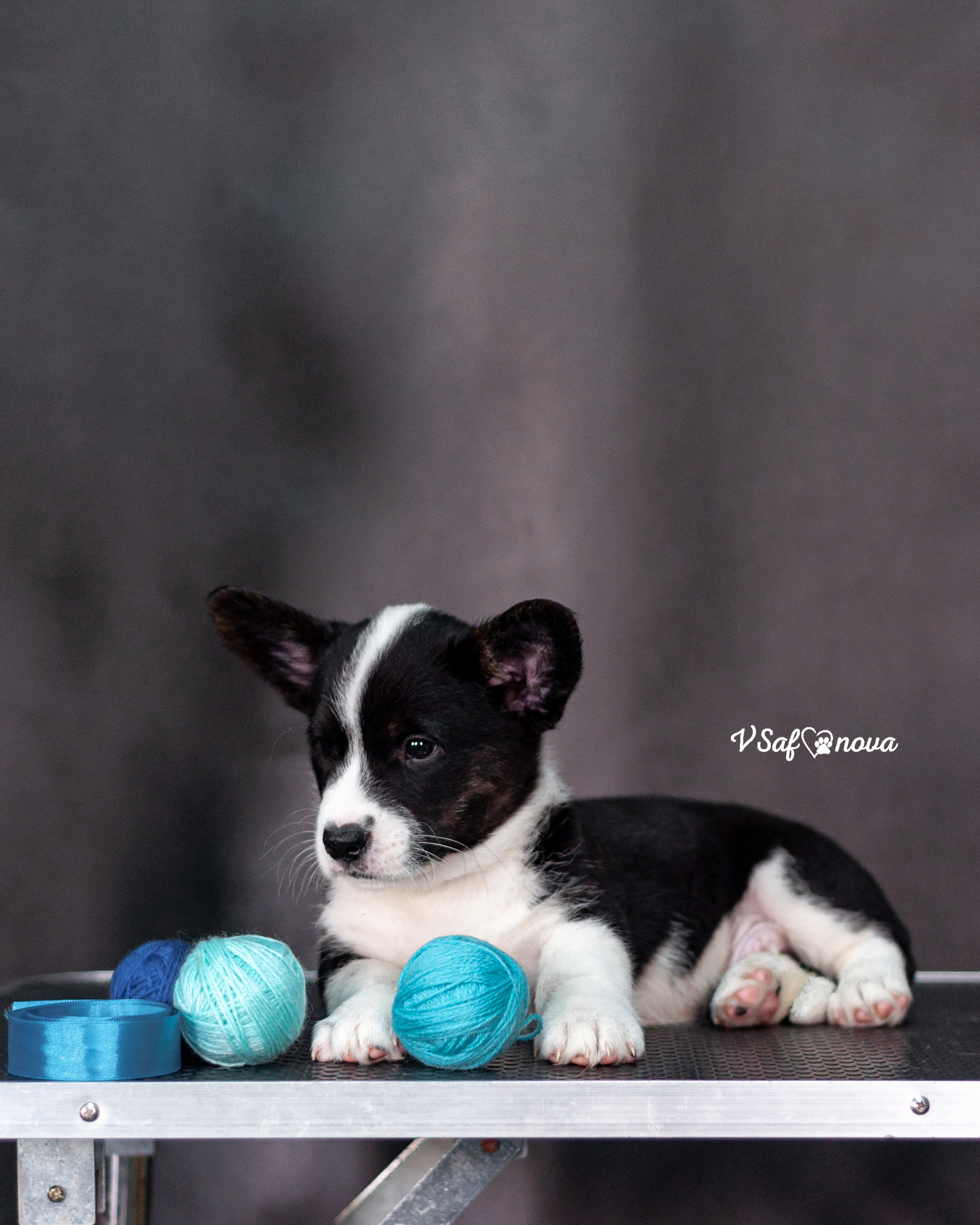 Вельш корги кардиган 30.05.2021. Фотограф анималист Благовещенск. Сафонова Виктория