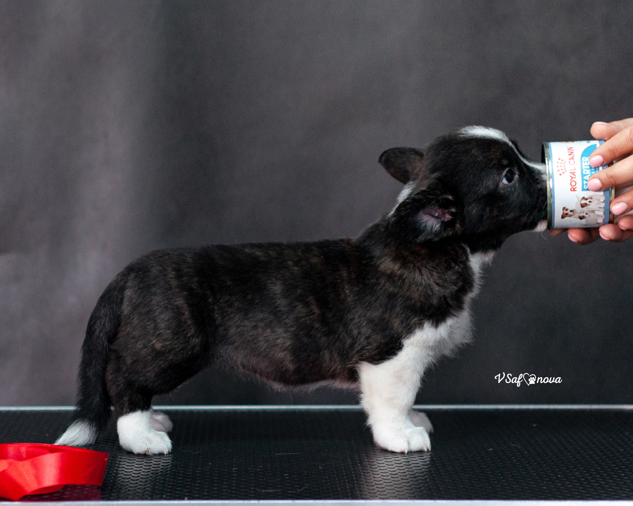 Вельш корги кардиган 30.05.2021. Фотограф анималист Благовещенск. Сафонова Виктория