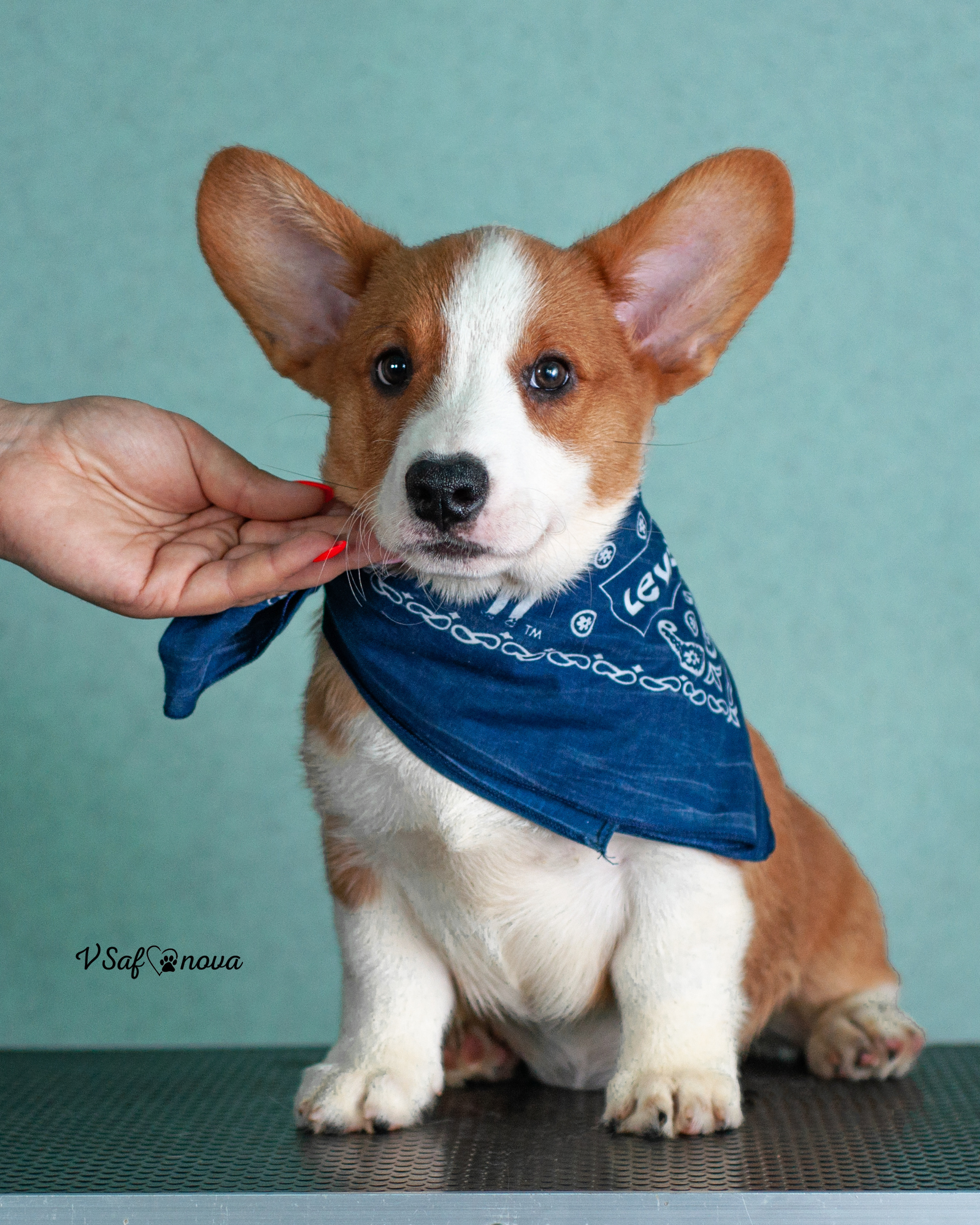 И снова кардиганчики 16.07.2021. Фотограф анималист Благовещенск. Сафонова Виктория