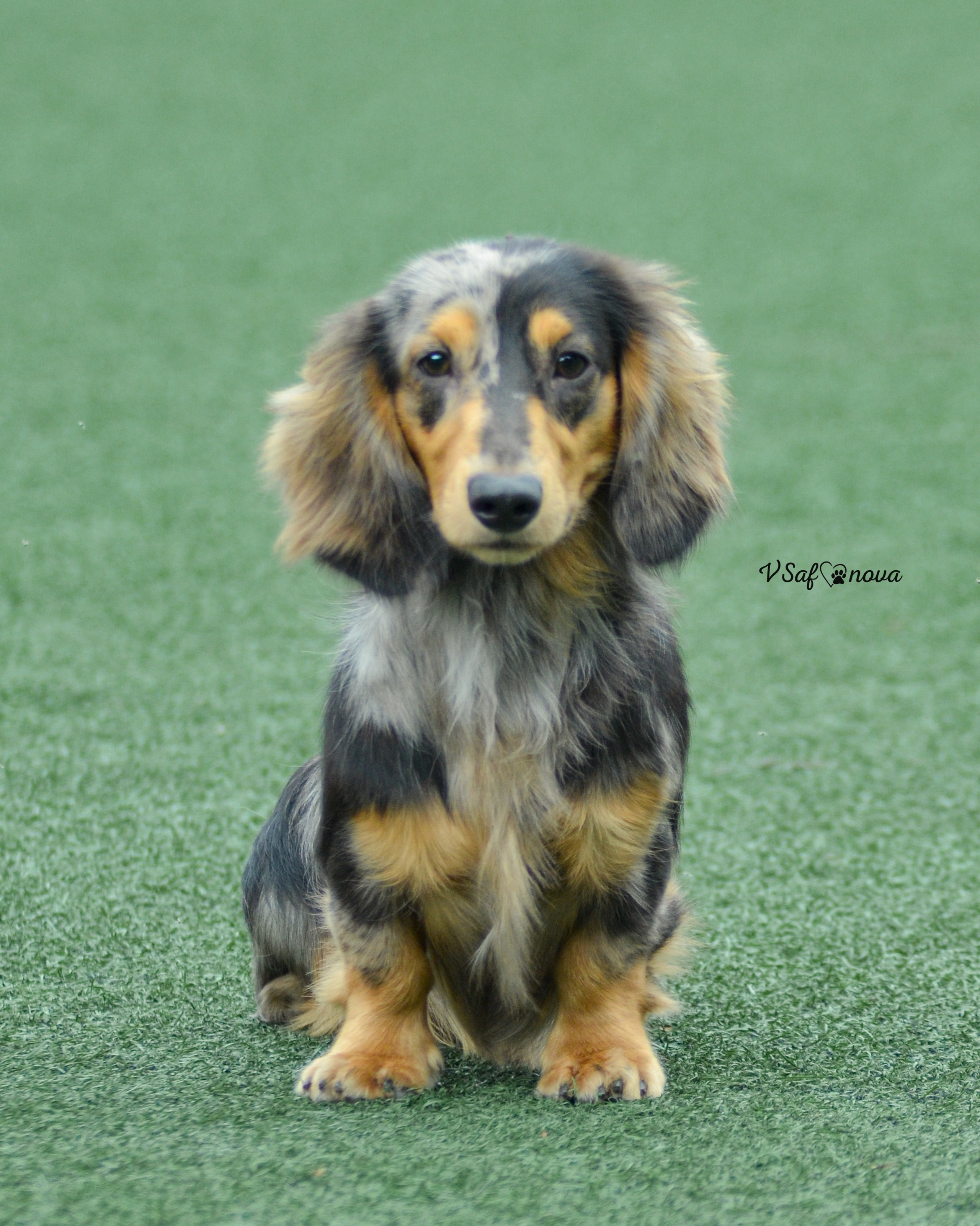 7–8 августа 2021 Благовещенск. Фотограф анималист Благовещенск. Сафонова Виктория