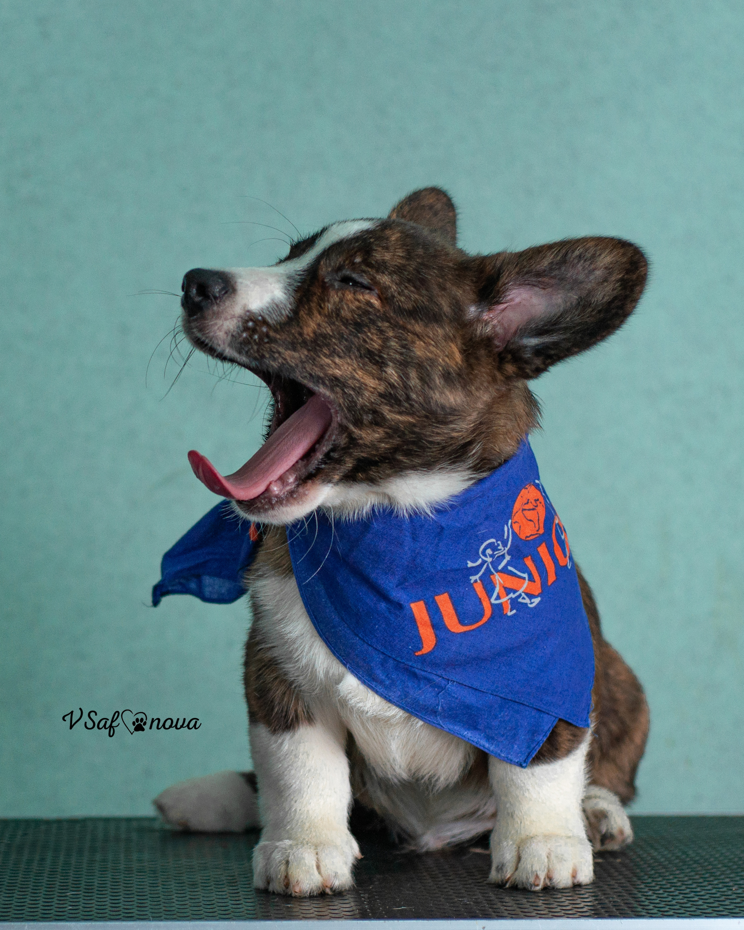 И снова кардиганчики 16.07.2021. Фотограф анималист Благовещенск. Сафонова Виктория