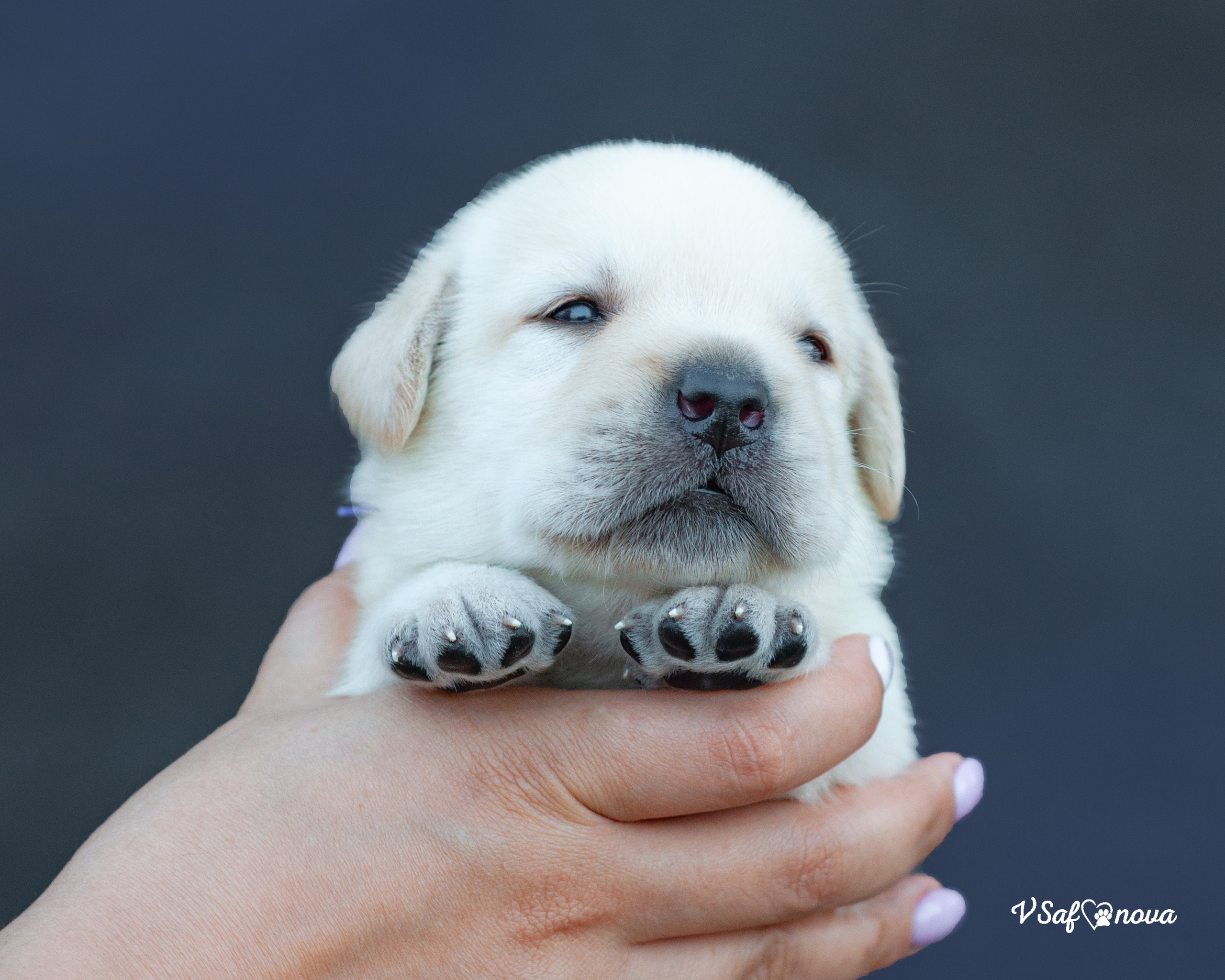 Лабродорчики 15.08.2021. Фотограф анималист Благовещенск. Сафонова Виктория