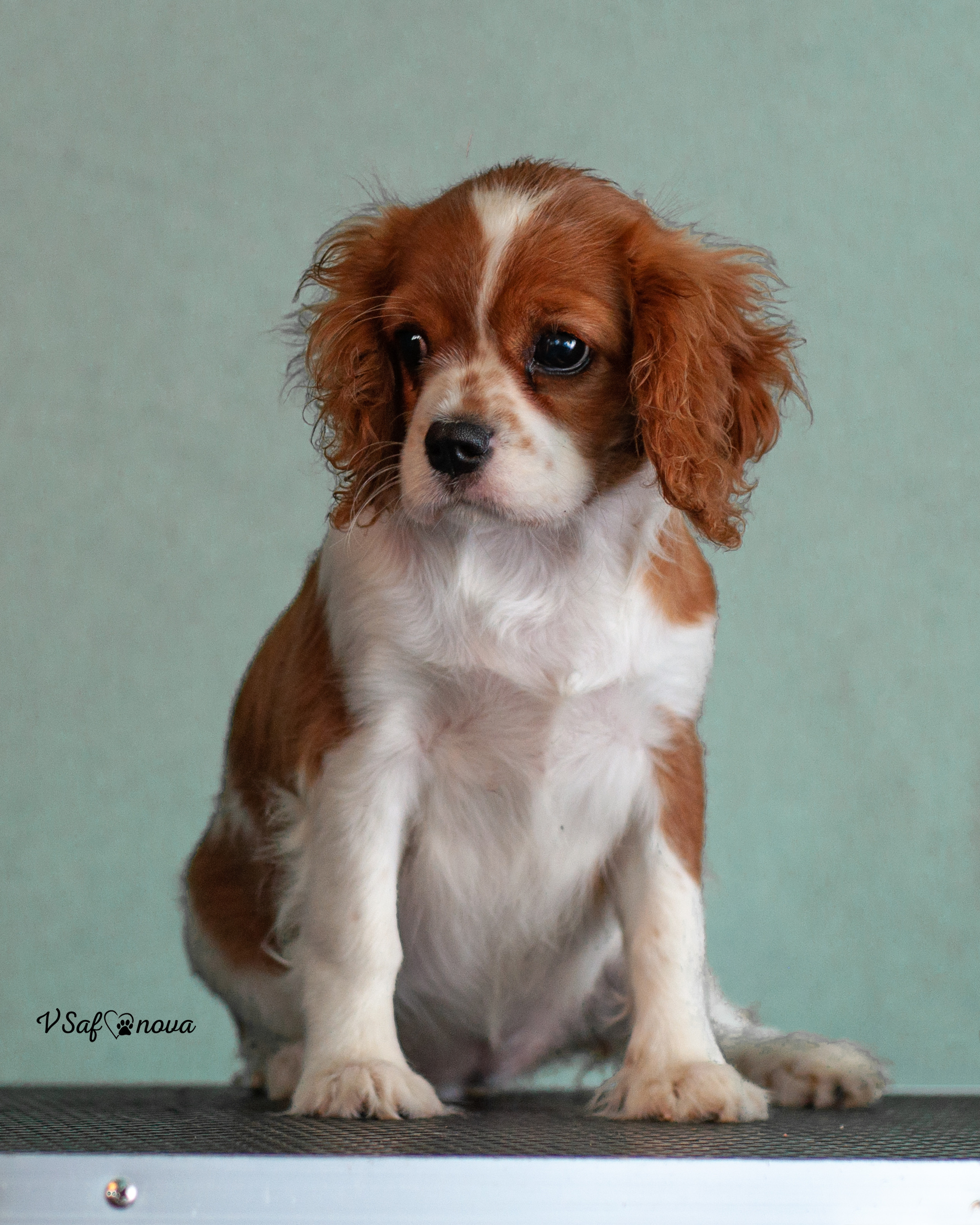 И снова кардиганчики 16.07.2021. Фотограф анималист Благовещенск. Сафонова Виктория