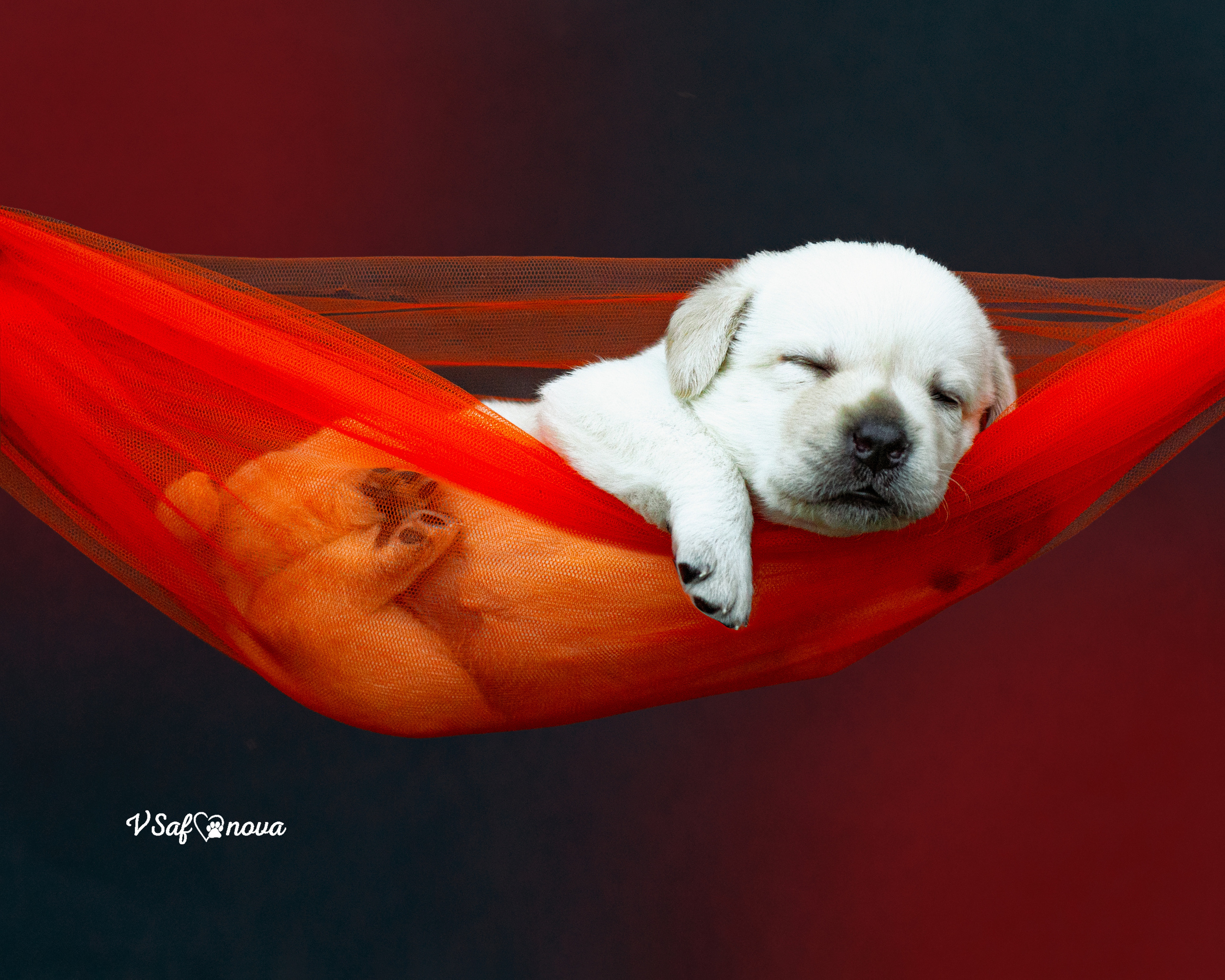 Лабродорчики 15.08.2021. Фотограф анималист Благовещенск. Сафонова Виктория