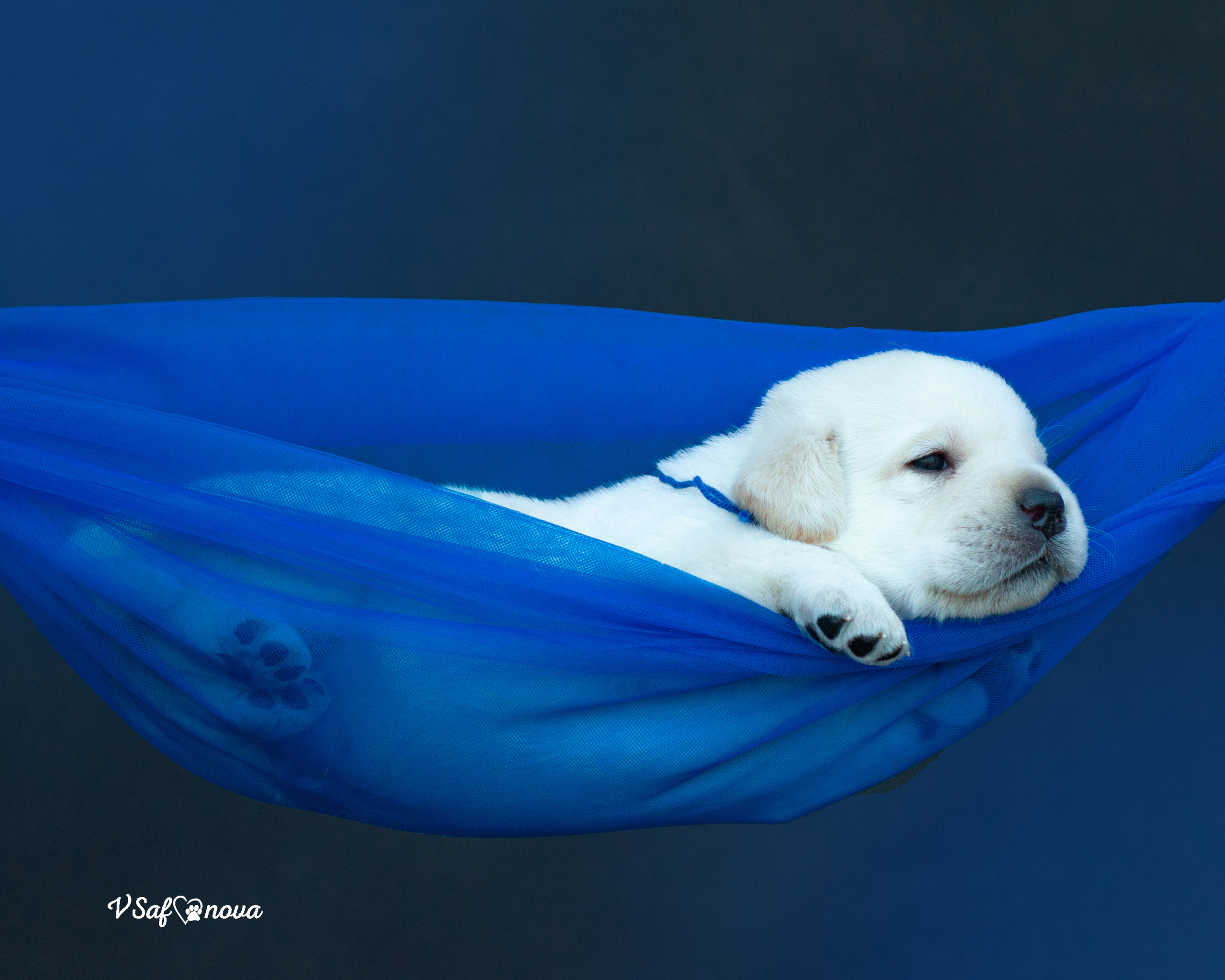 Лабродорчики 15.08.2021. Фотограф анималист Благовещенск. Сафонова Виктория