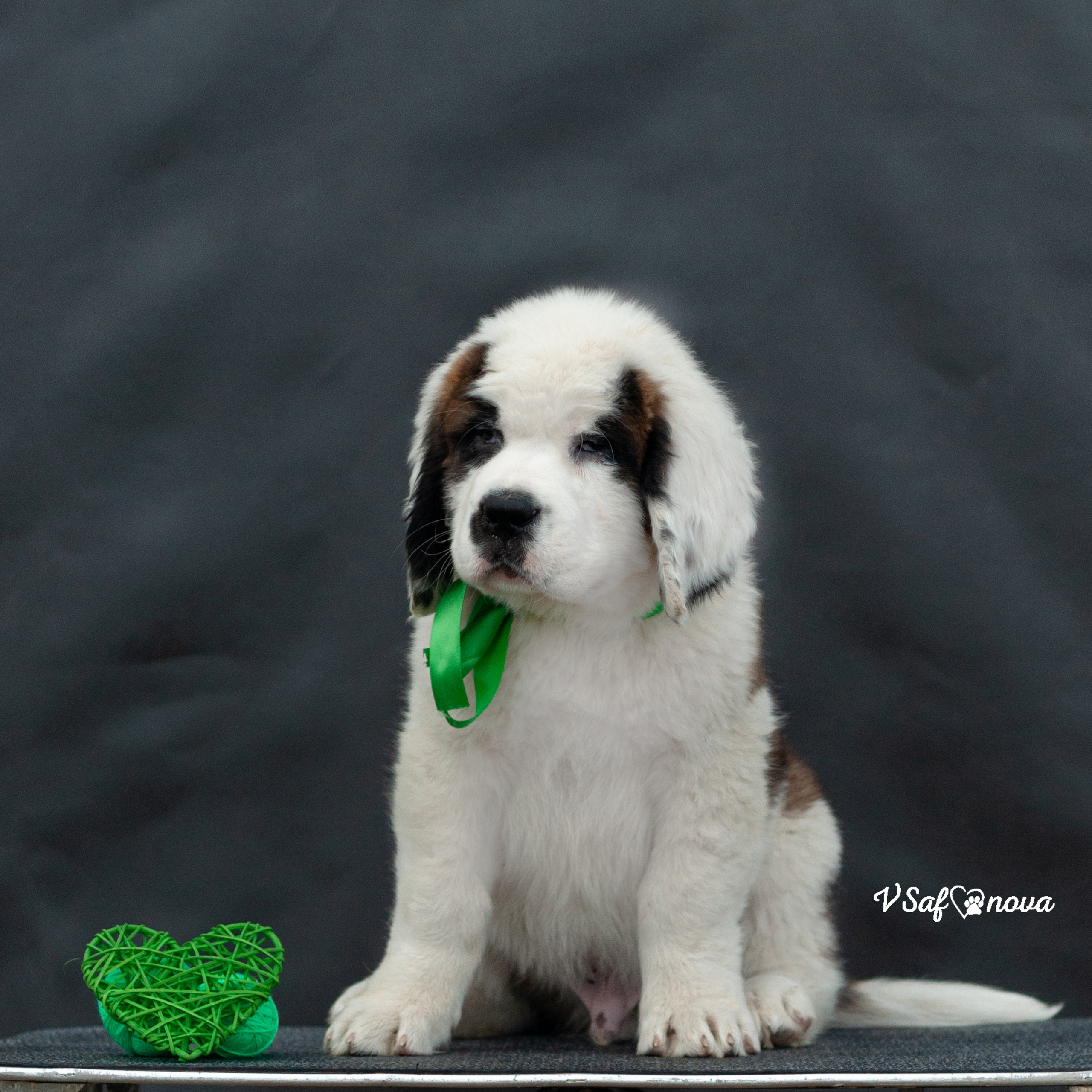 Сенбернары 29.05.2021. Фотограф анималист Благовещенск. Сафонова Виктория