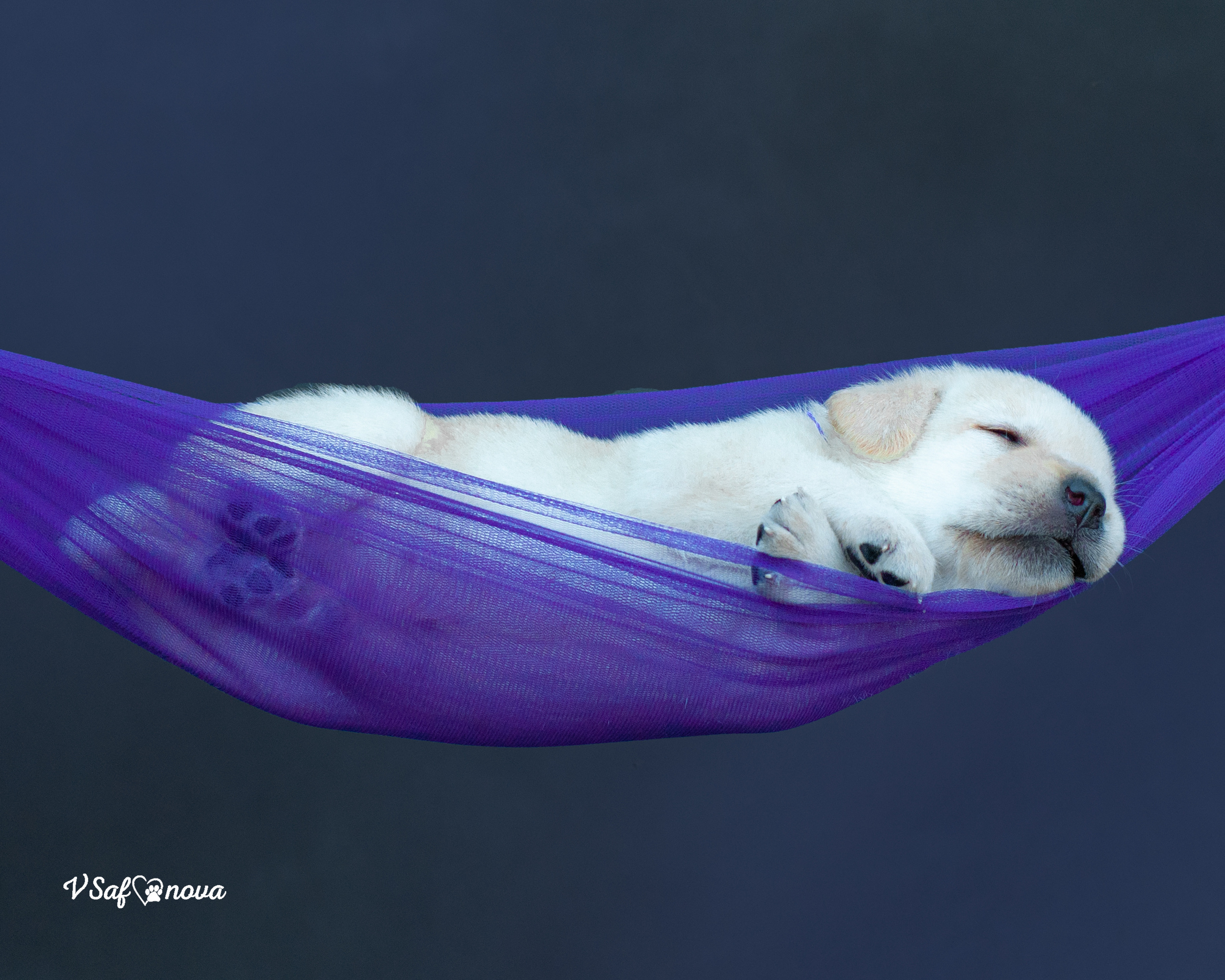 Лабродорчики 15.08.2021. Фотограф анималист Благовещенск. Сафонова Виктория