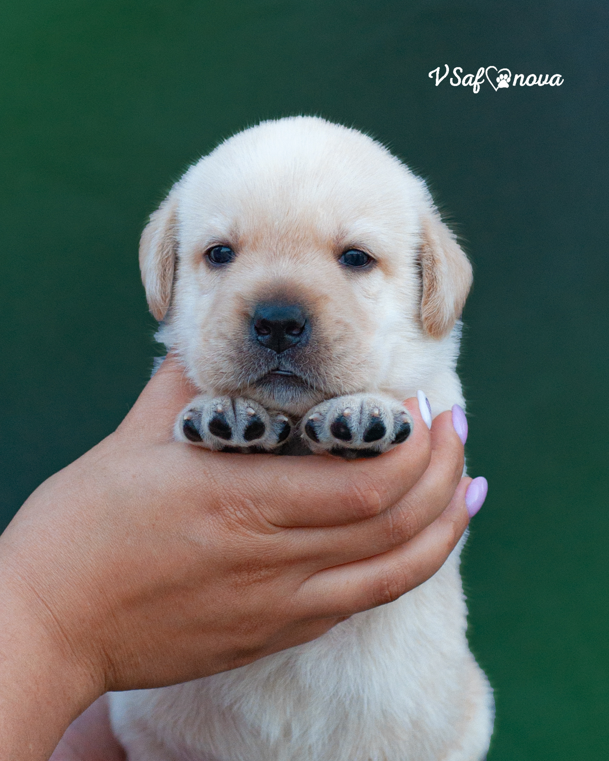 Лабродорчики 15.08.2021. Фотограф анималист Благовещенск. Сафонова Виктория