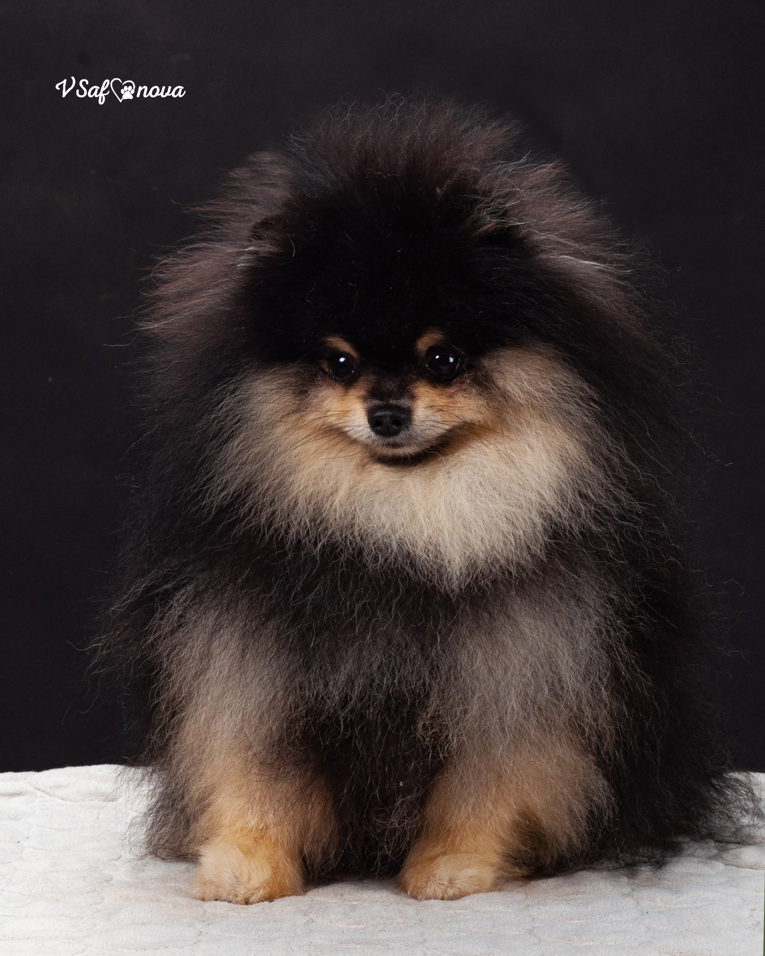 Каир и Ральф. Фотограф анималист Благовещенск. Сафонова Виктория