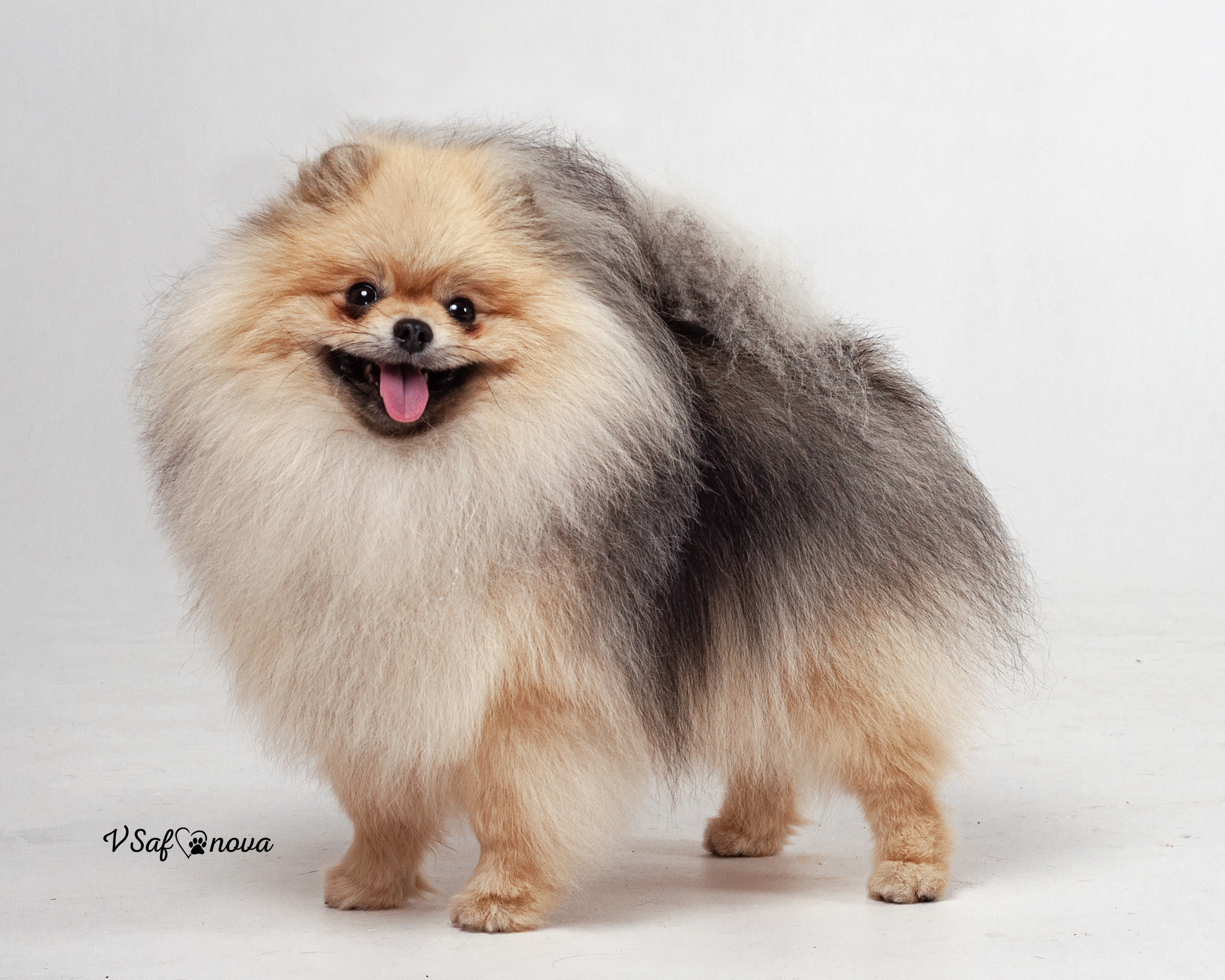 Каир и Ральф. Фотограф анималист Благовещенск. Сафонова Виктория