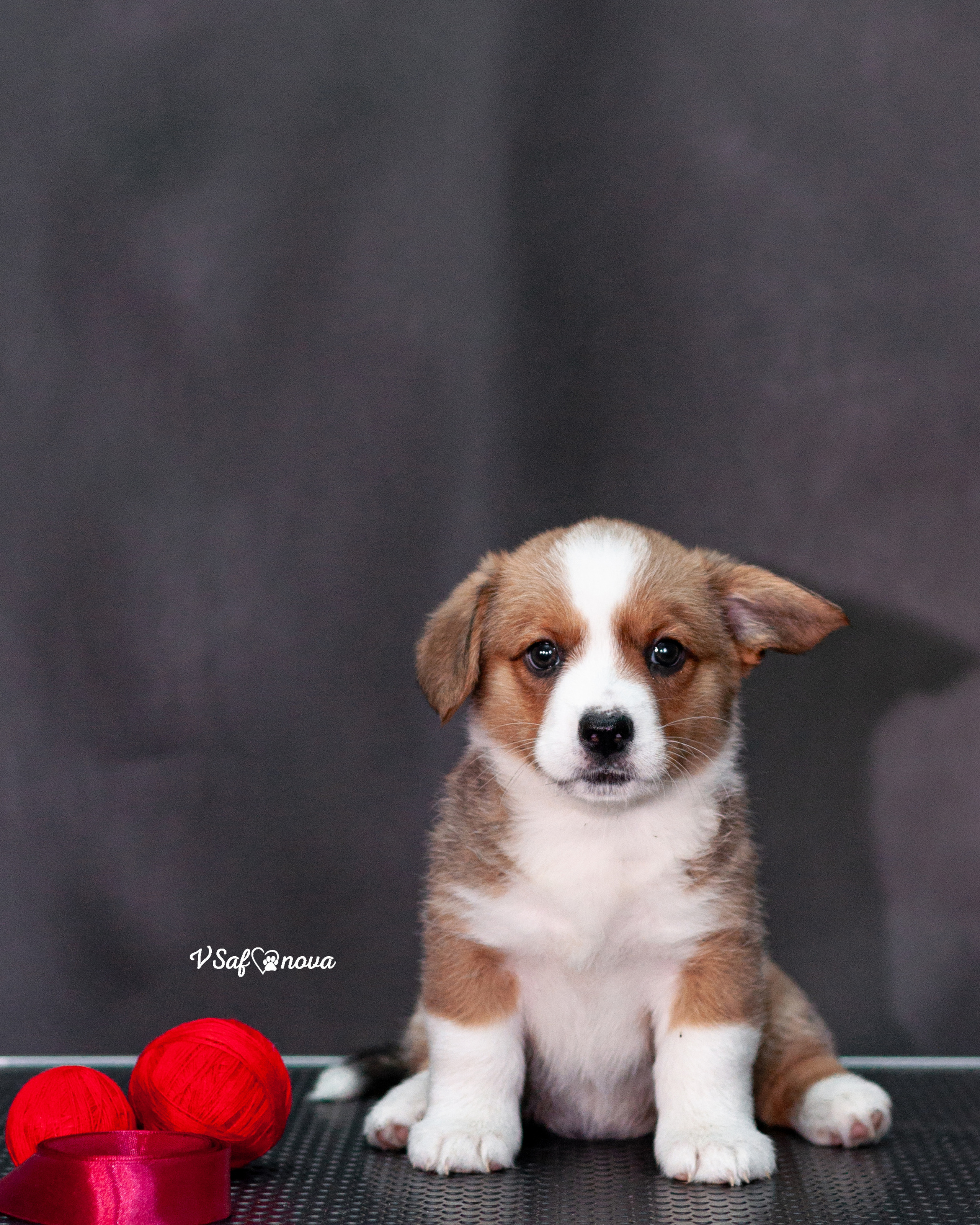 Вельш корги кардиган 30.05.2021. Фотограф анималист Благовещенск. Сафонова Виктория