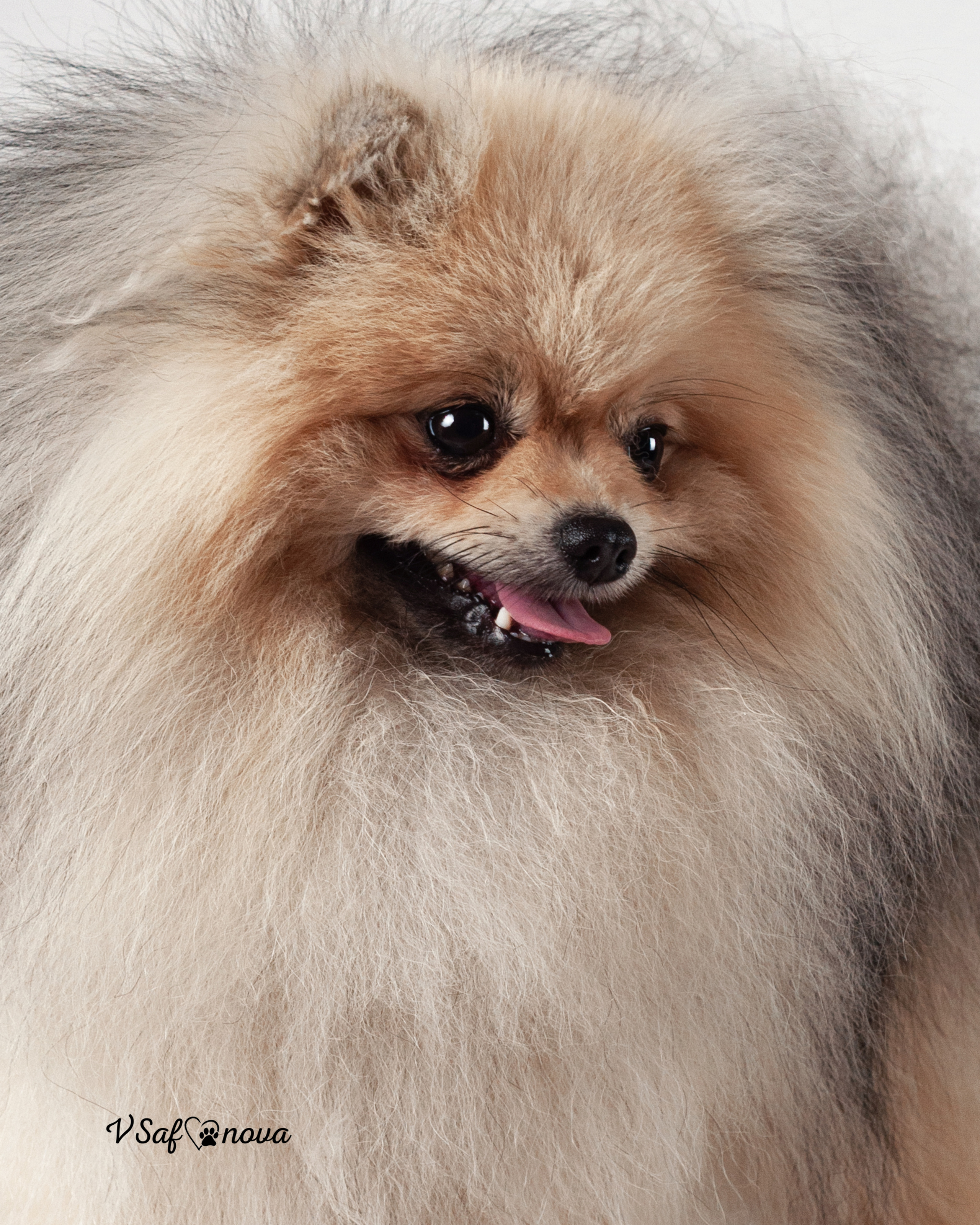 Каир и Ральф. Фотограф анималист Благовещенск. Сафонова Виктория