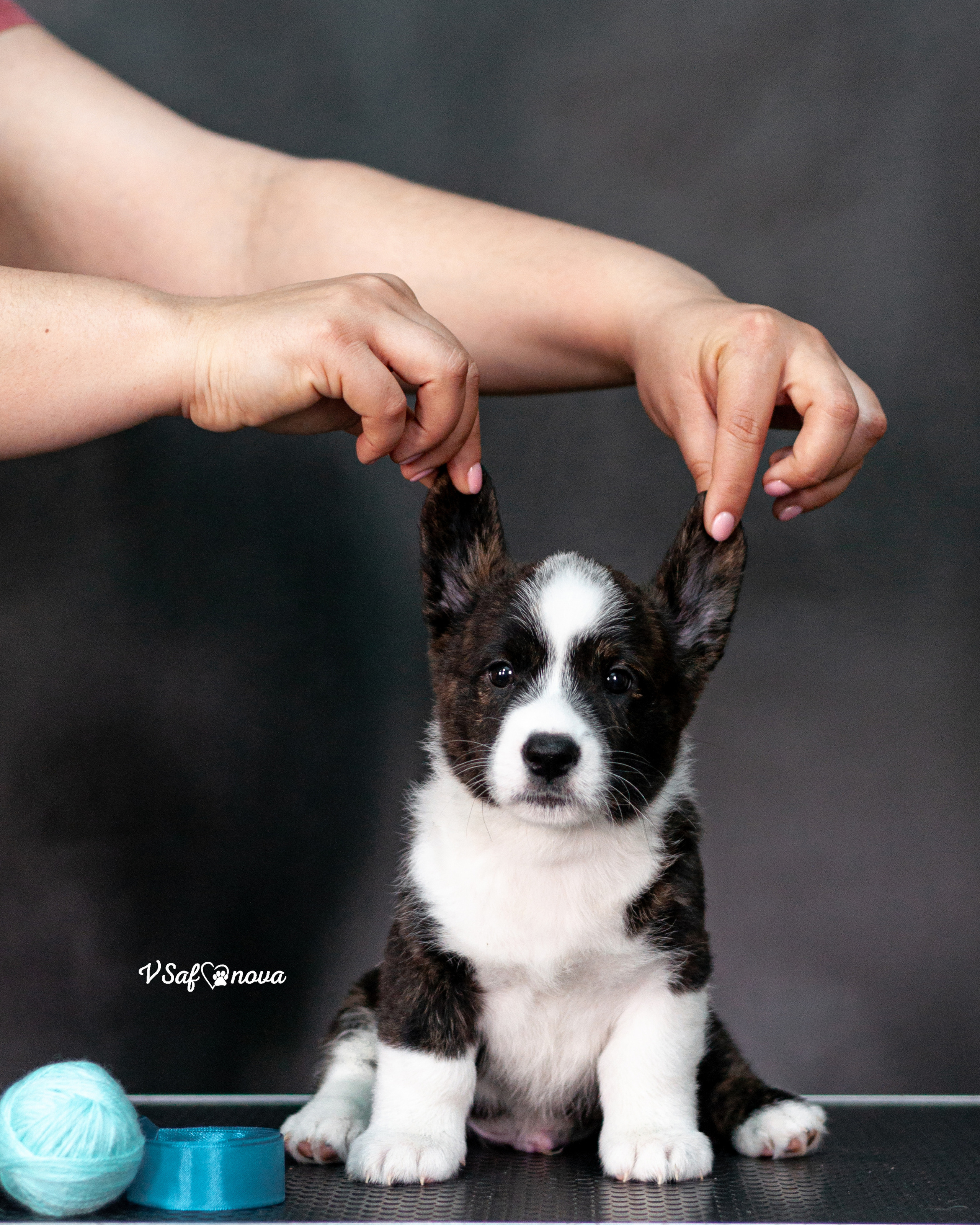 Вельш корги кардиган 30.05.2021. Фотограф анималист Благовещенск. Сафонова Виктория