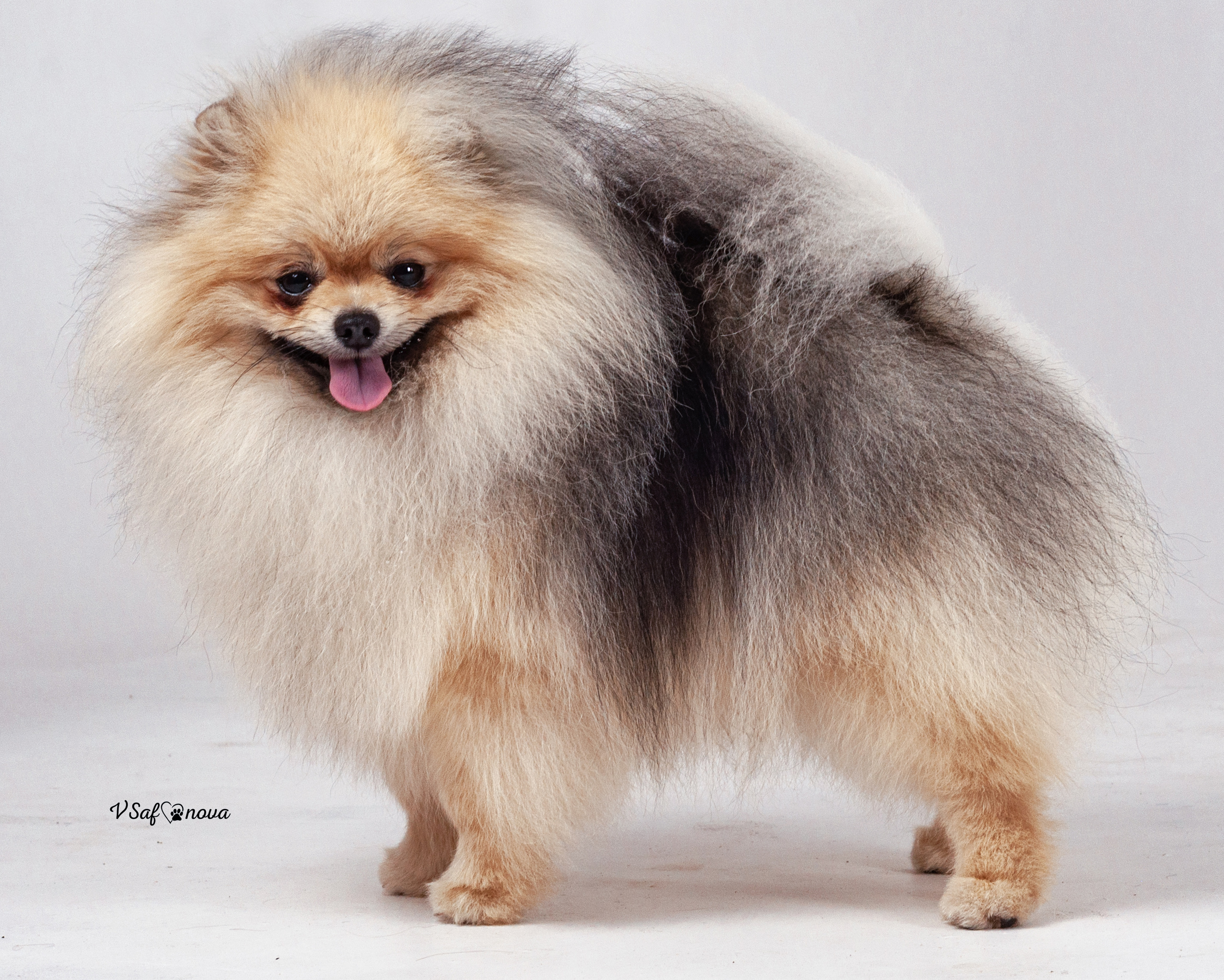 Каир и Ральф. Фотограф анималист Благовещенск. Сафонова Виктория