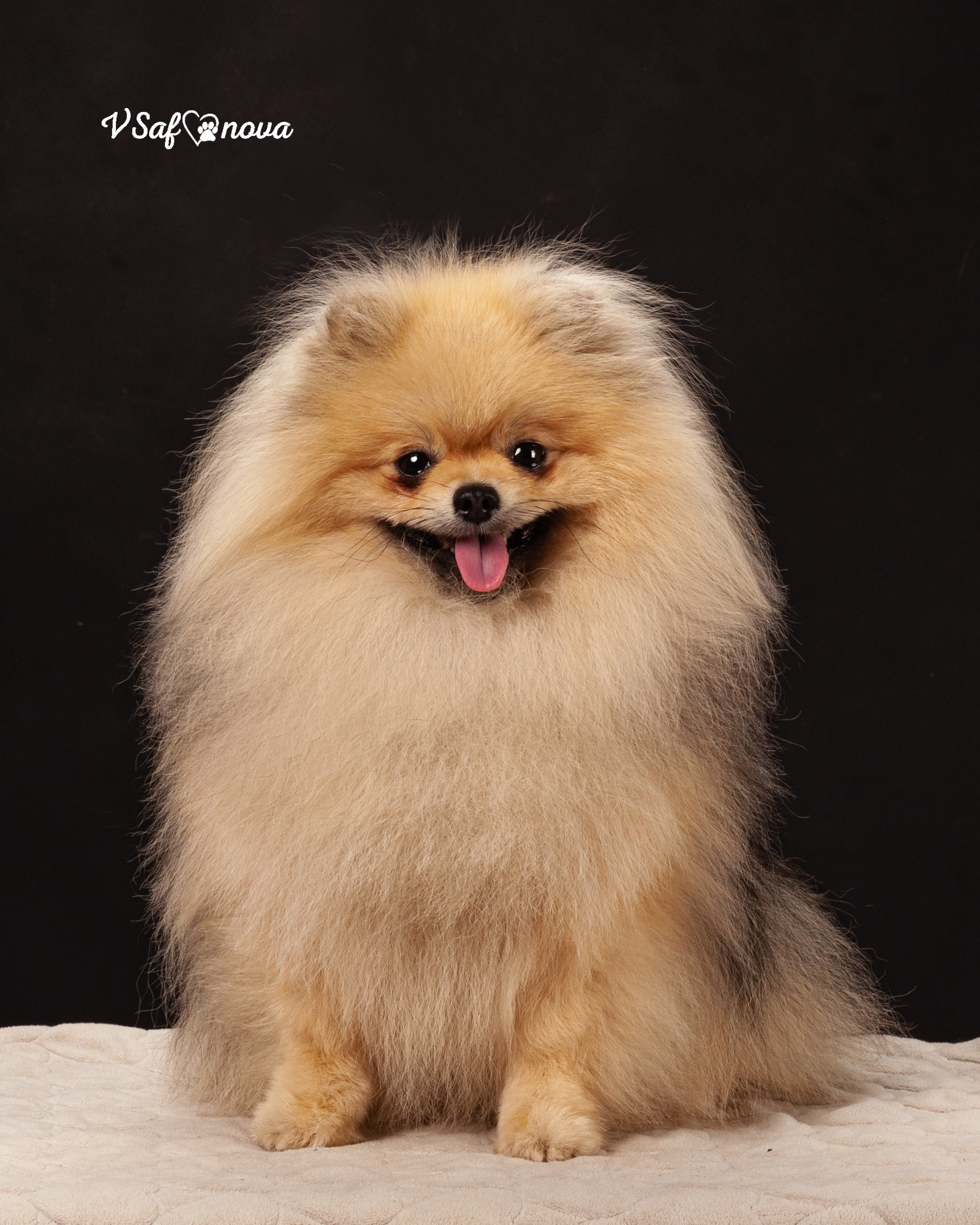 Каир и Ральф. Фотограф анималист Благовещенск. Сафонова Виктория