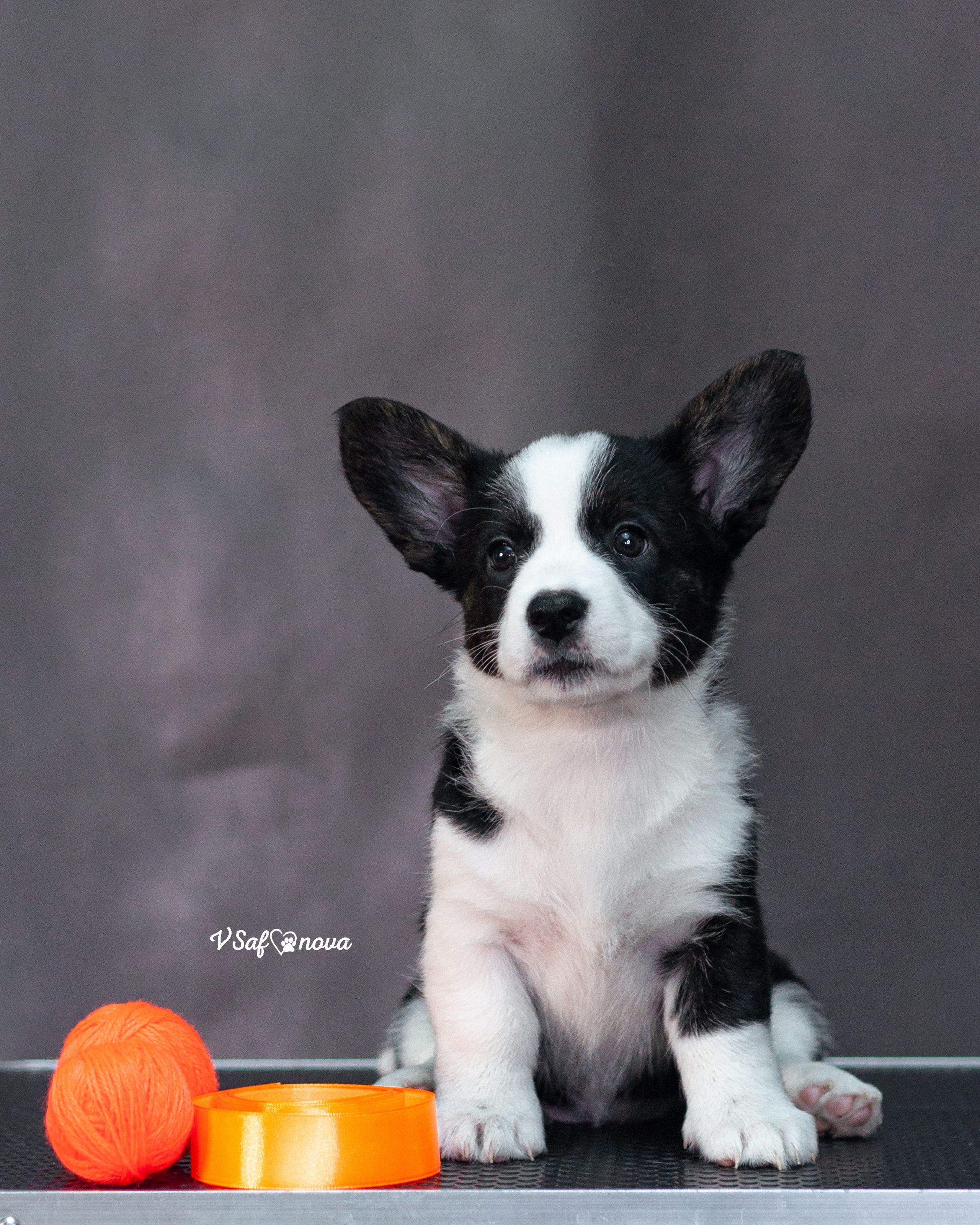 Вельш корги кардиган 30.05.2021. Фотограф анималист Благовещенск. Сафонова Виктория