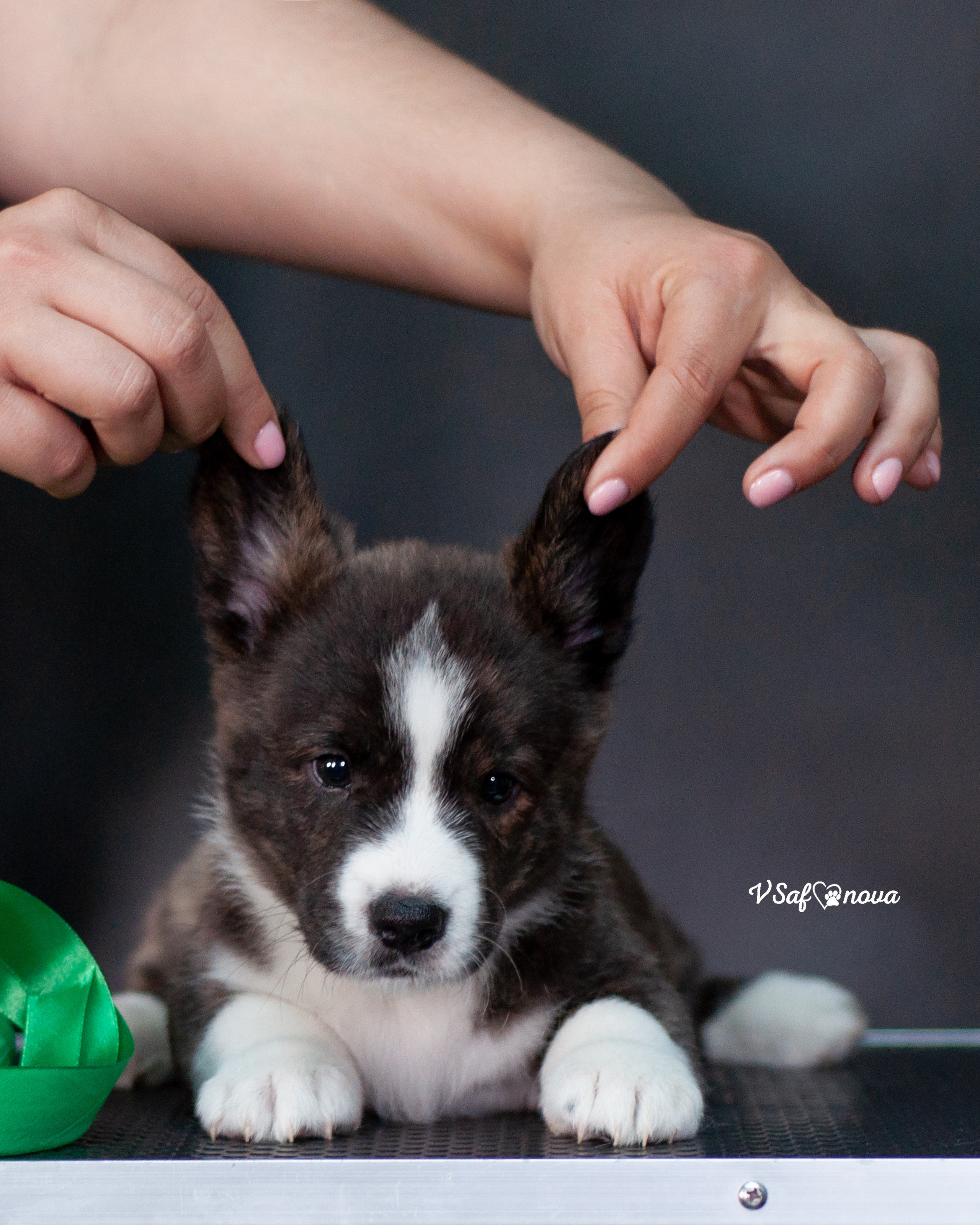Вельш корги кардиган 30.05.2021. Фотограф анималист Благовещенск. Сафонова Виктория