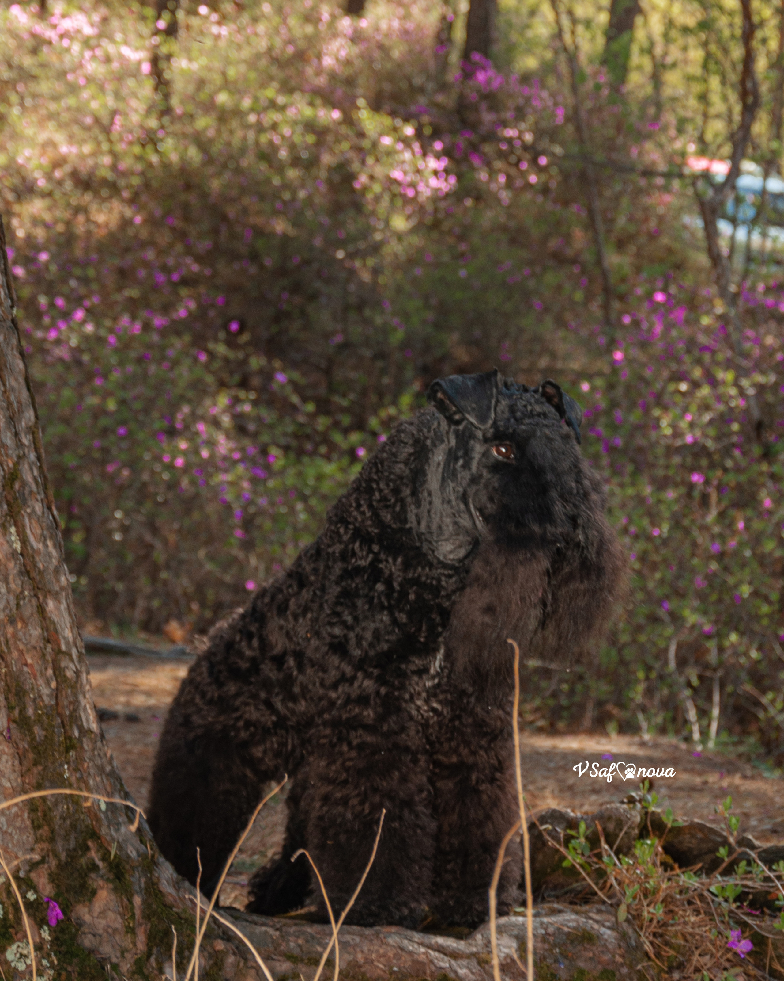 Аня и Гоша 16.05.2021. Фотограф анималист Благовещенск. Сафонова Виктория