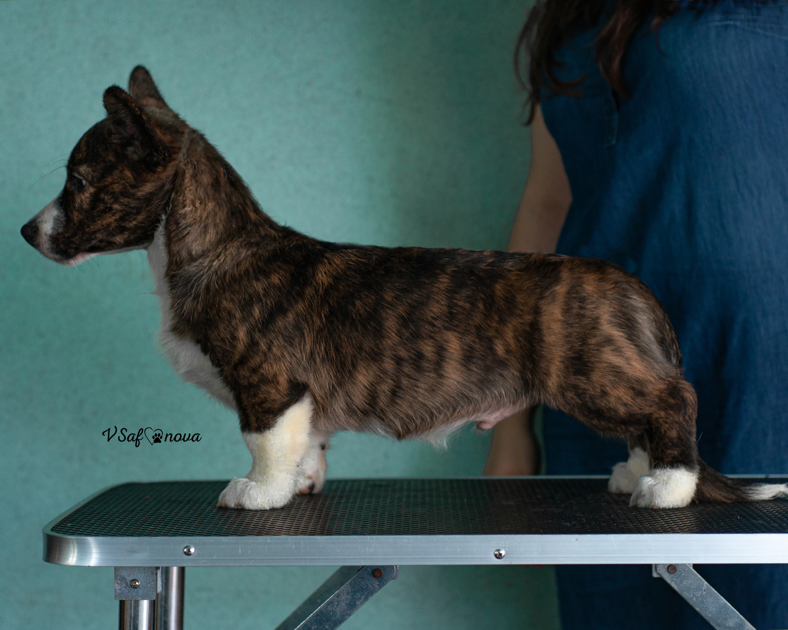 И снова кардиганчики 16.07.2021. Фотограф анималист Благовещенск. Сафонова Виктория