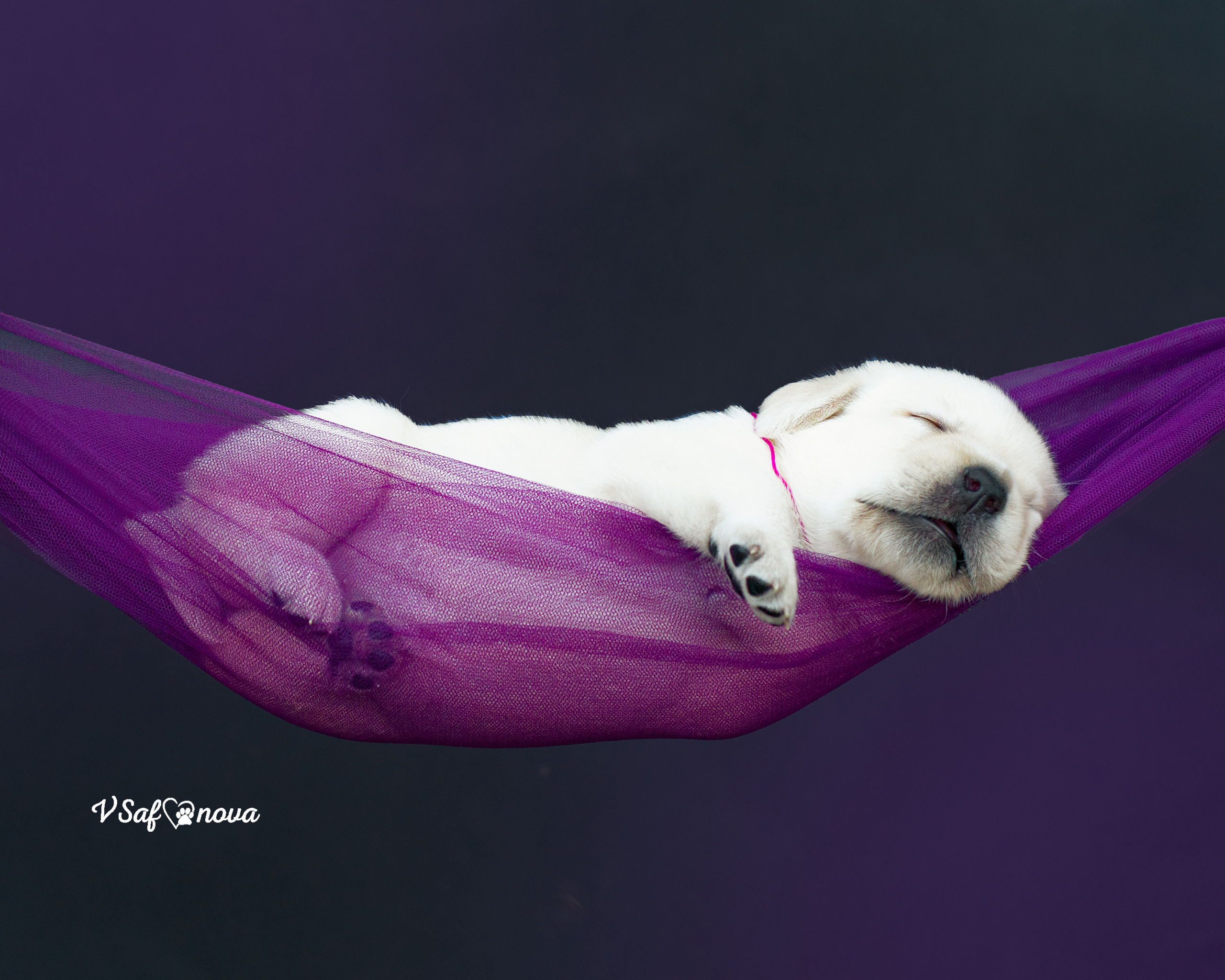 Лабродорчики 15.08.2021. Фотограф анималист Благовещенск. Сафонова Виктория