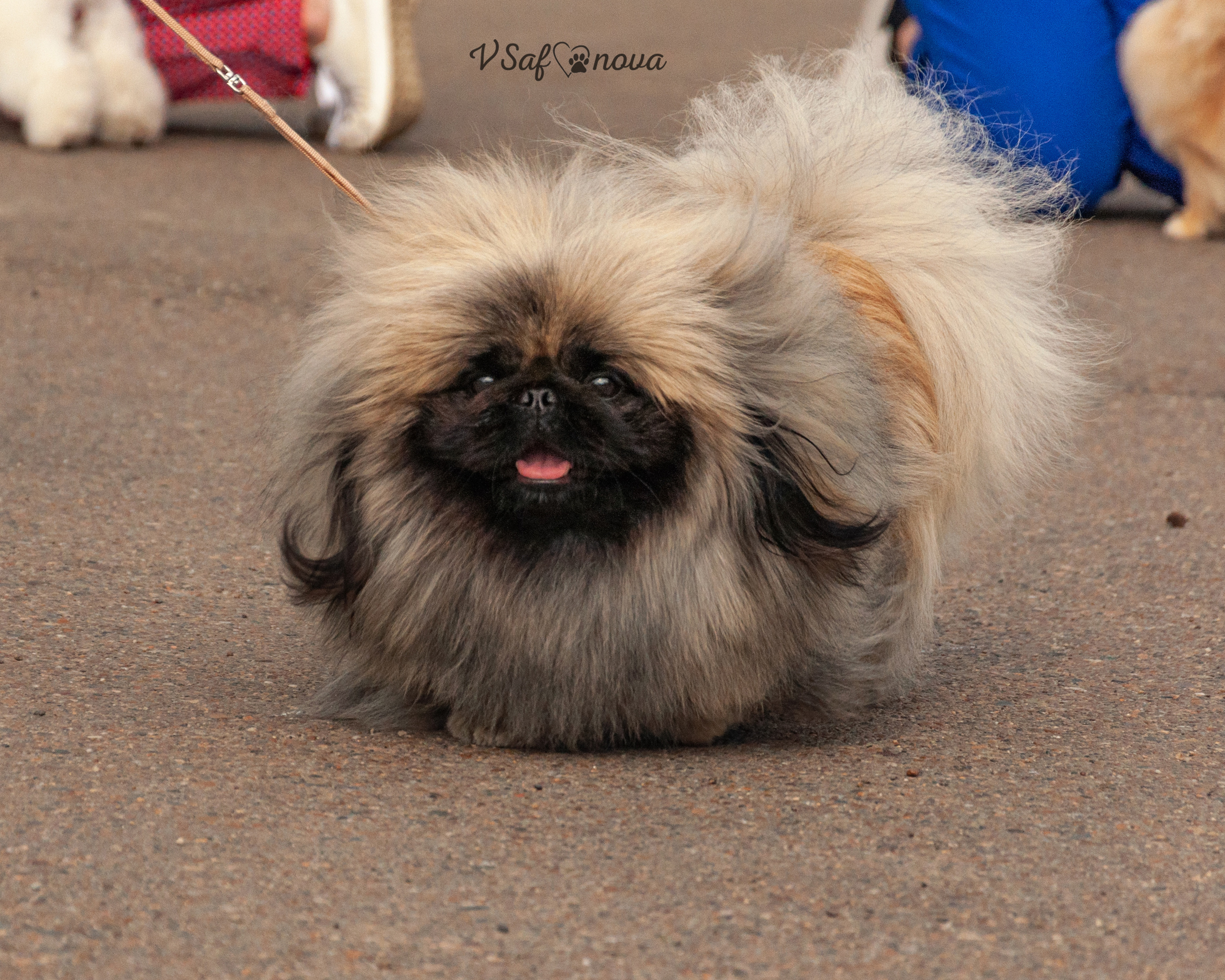 22–23 мая 2021 Благовещенск. Фотограф анималист Благовещенск. Сафонова Виктория