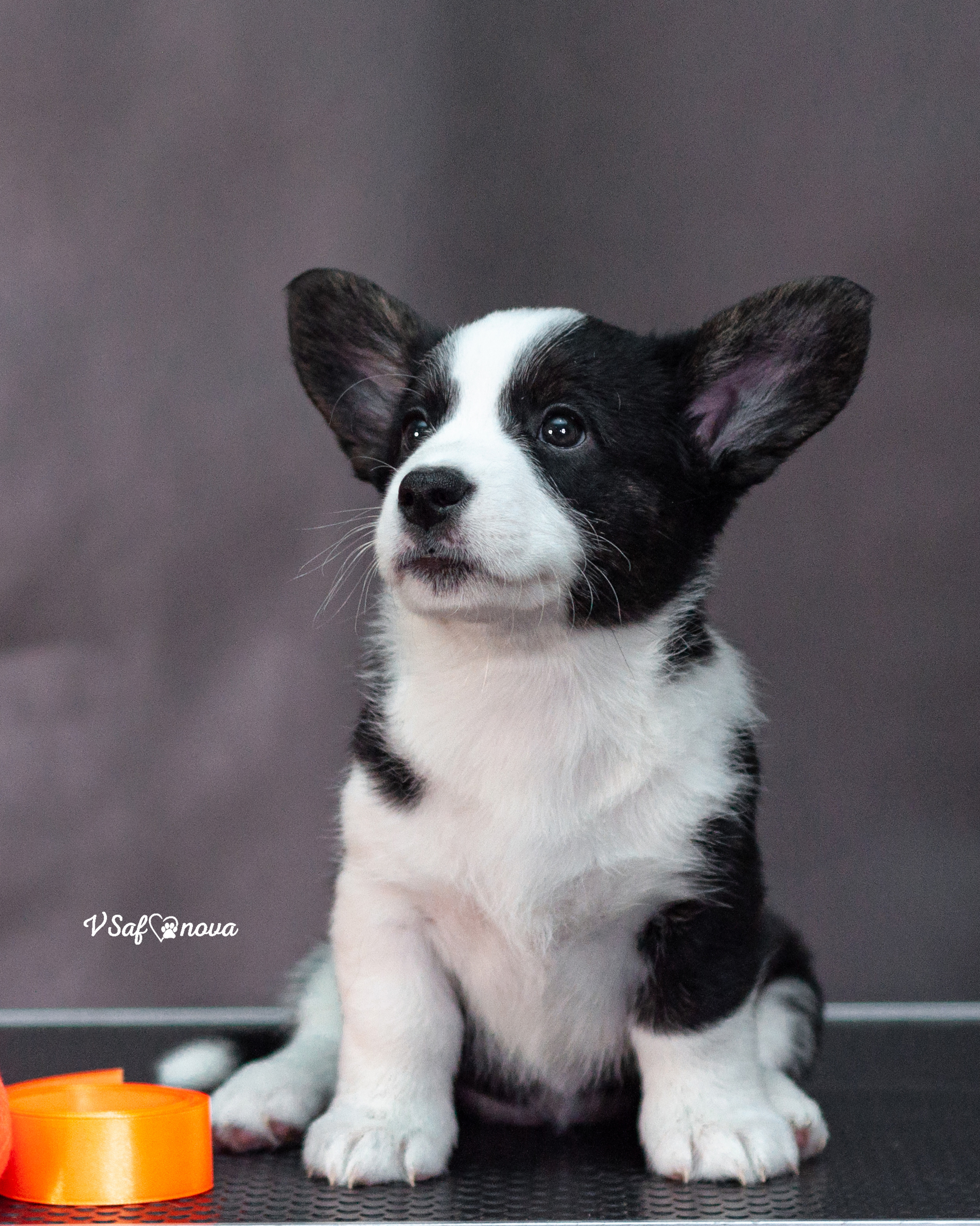 Вельш корги кардиган 30.05.2021. Фотограф анималист Благовещенск. Сафонова Виктория