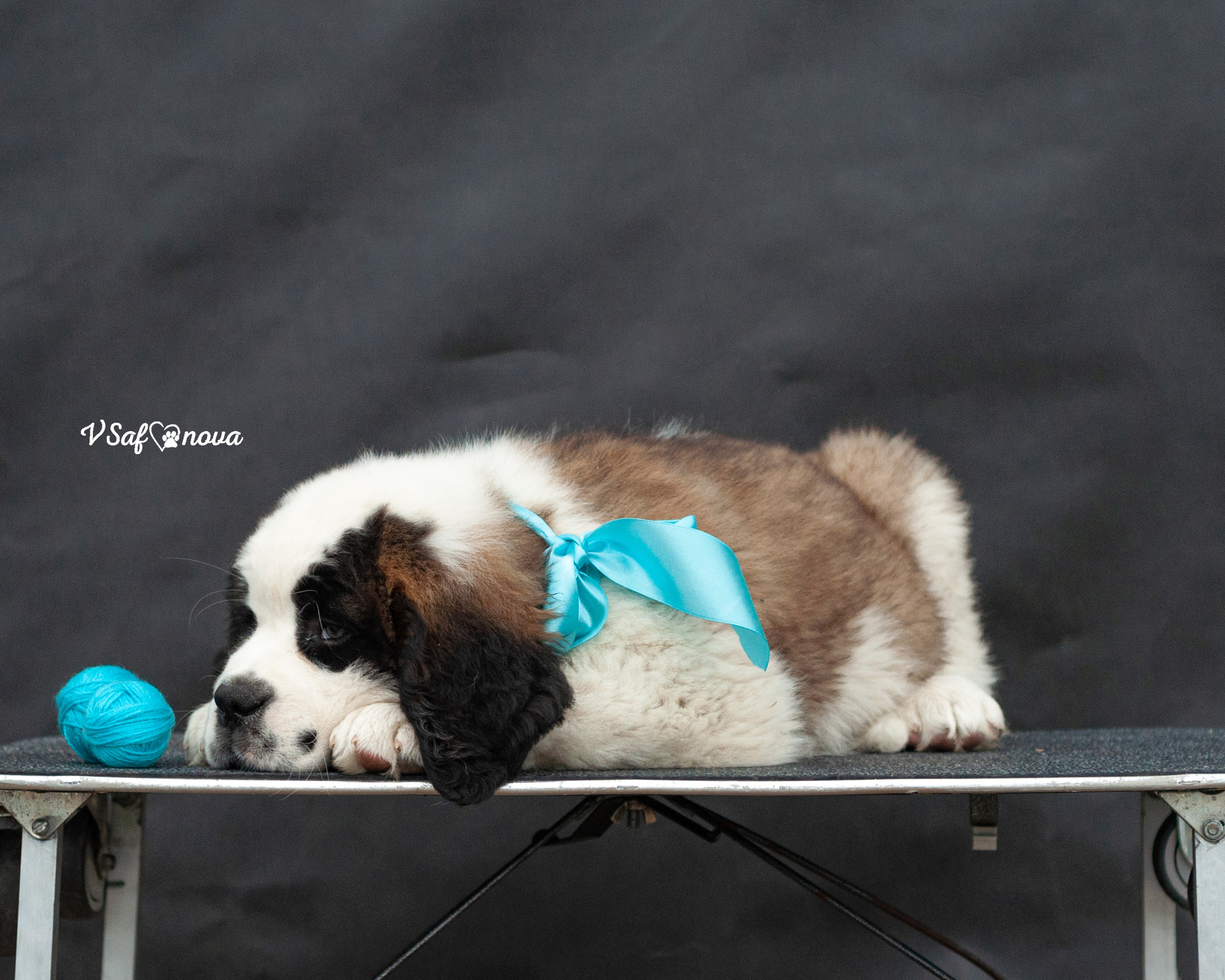 Сенбернары 29.05.2021. Фотограф анималист Благовещенск. Сафонова Виктория