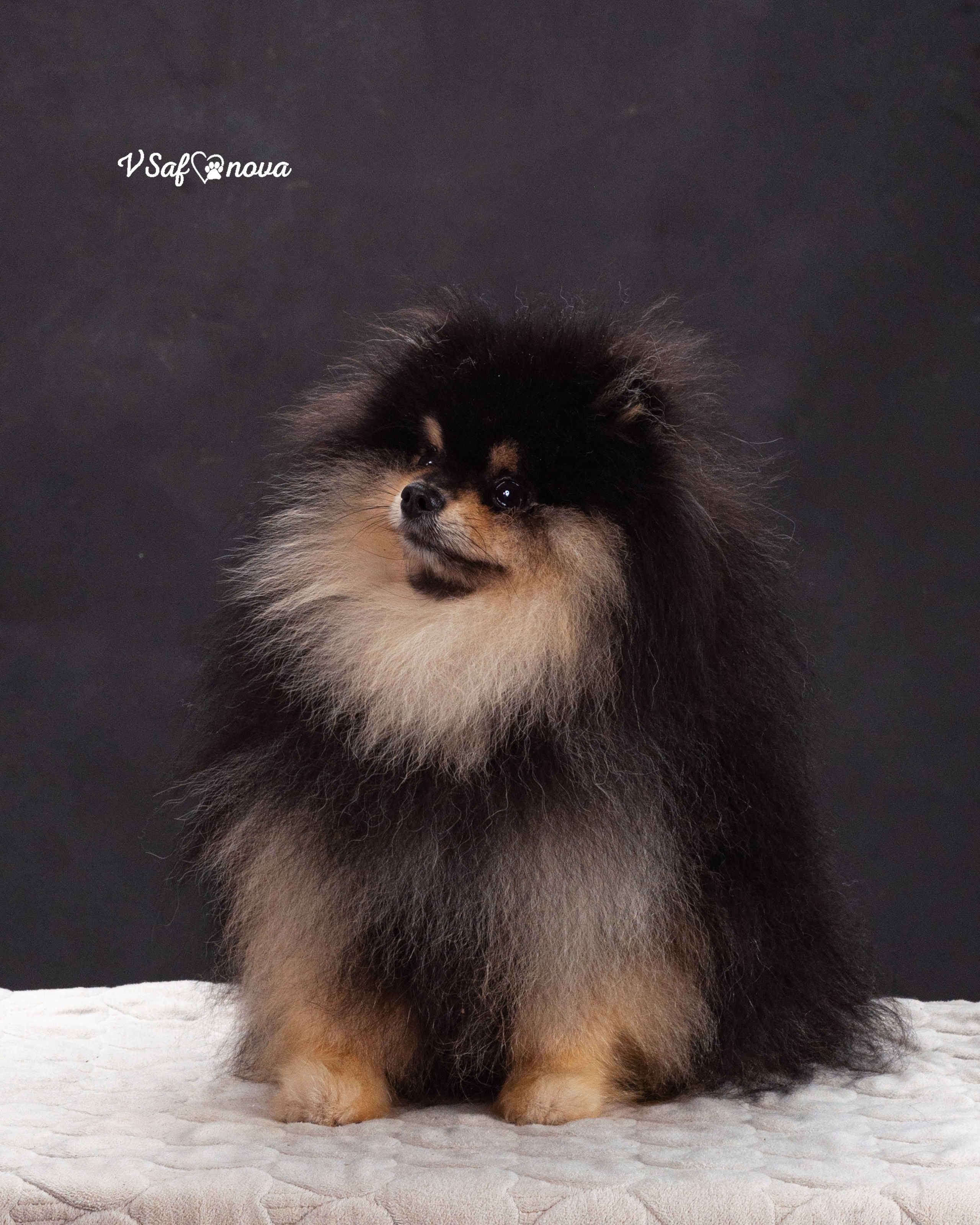 Каир и Ральф. Фотограф анималист Благовещенск. Сафонова Виктория