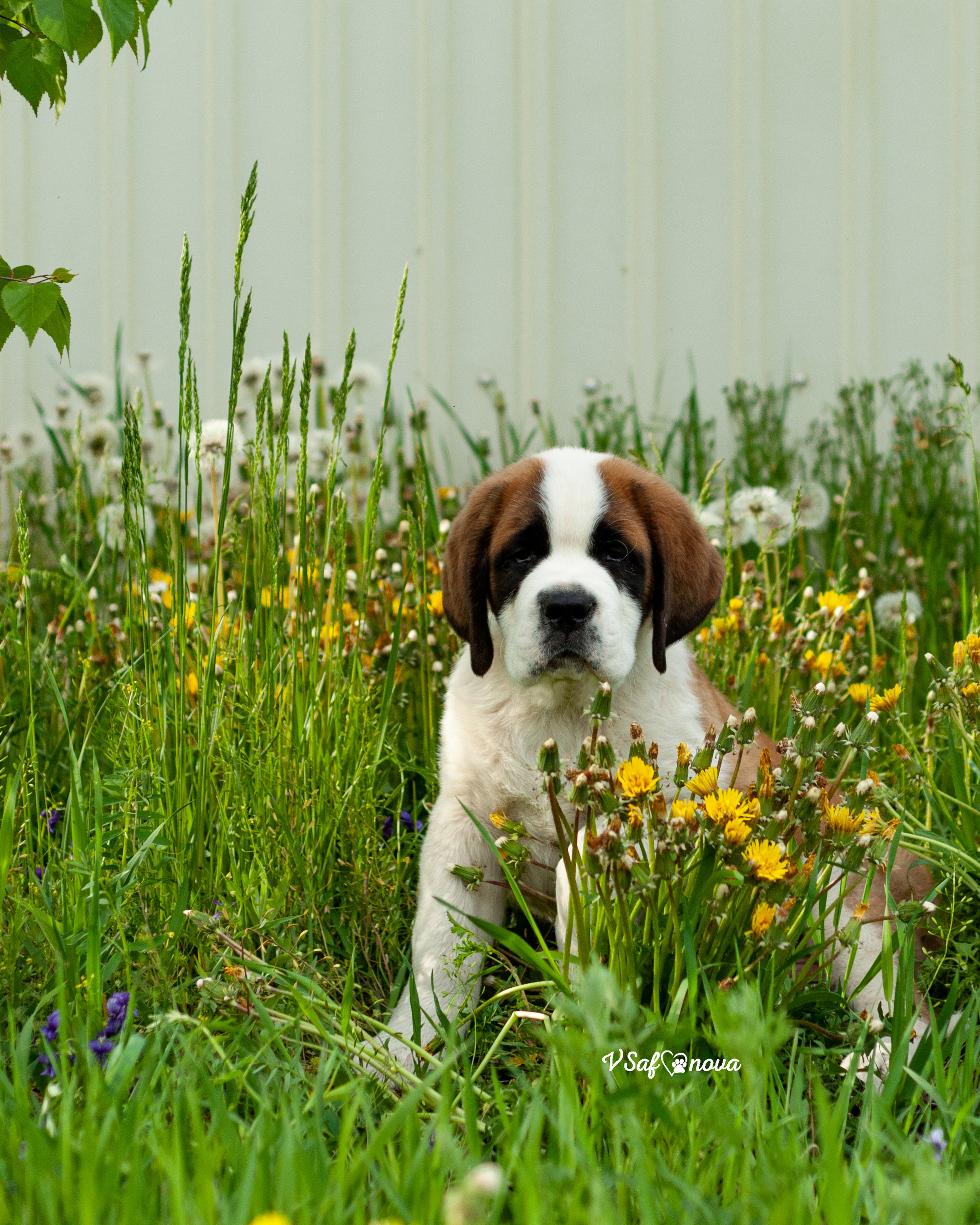 Сенбернары 29.05.2021. Фотограф анималист Благовещенск. Сафонова Виктория