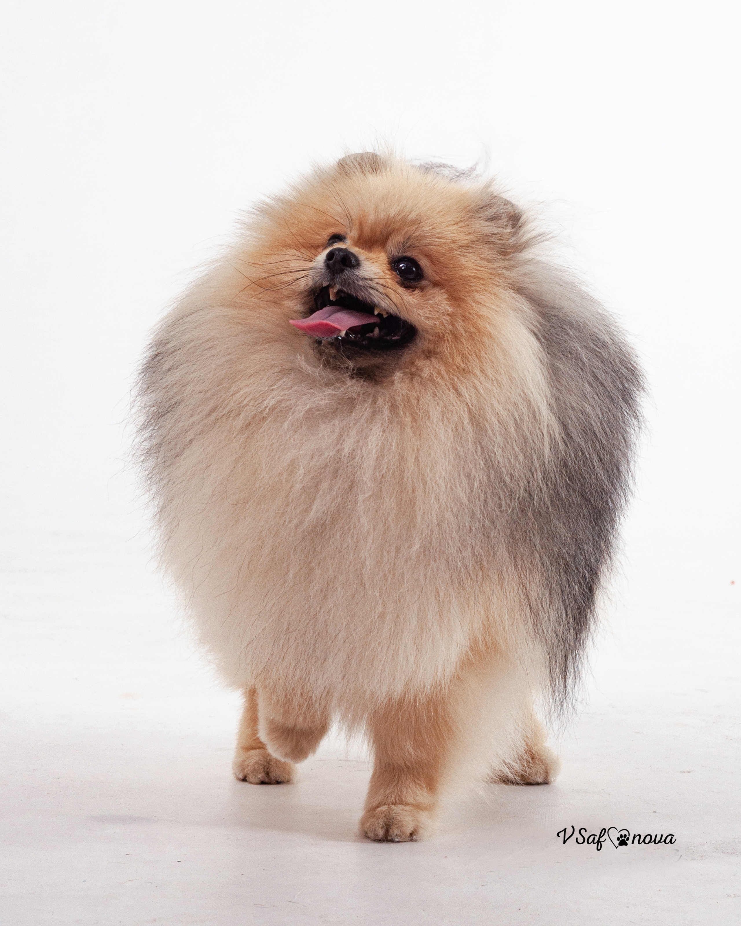 Каир и Ральф. Фотограф анималист Благовещенск. Сафонова Виктория