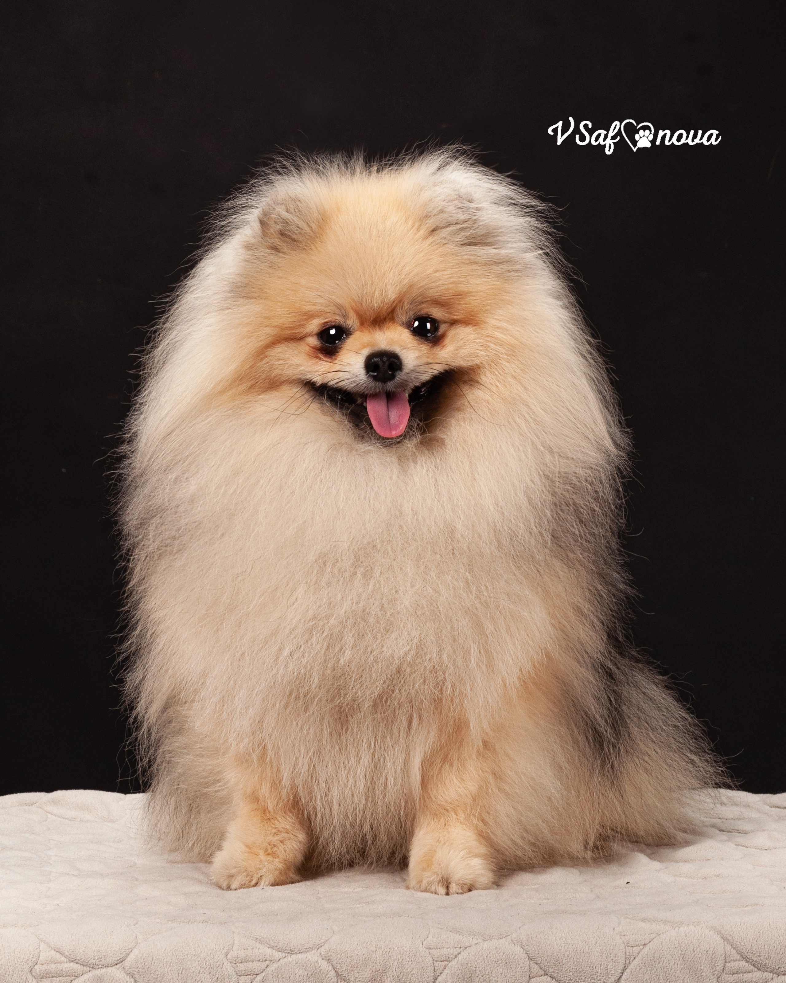 Каир и Ральф. Фотограф анималист Благовещенск. Сафонова Виктория