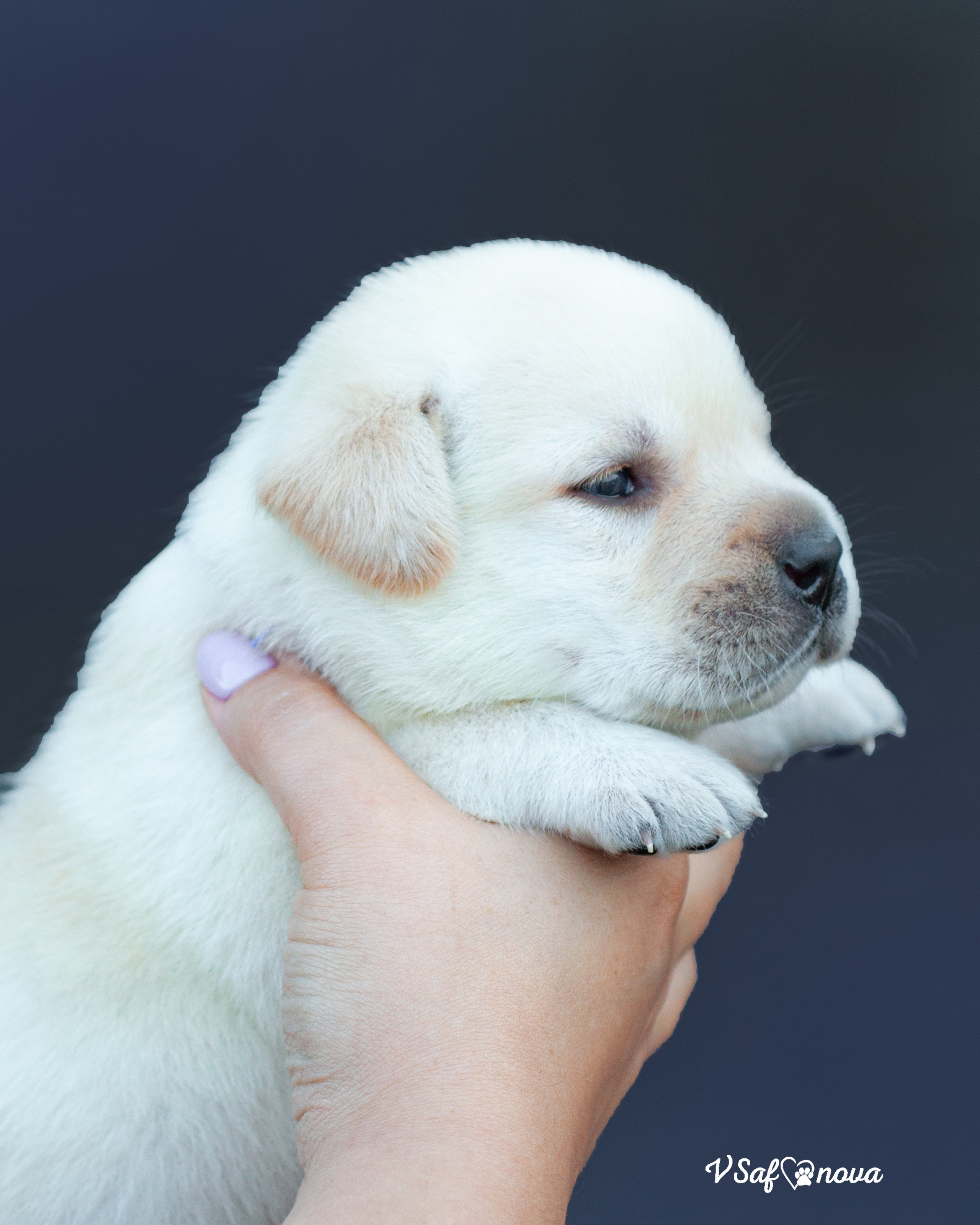 Лабродорчики 15.08.2021. Фотограф анималист Благовещенск. Сафонова Виктория
