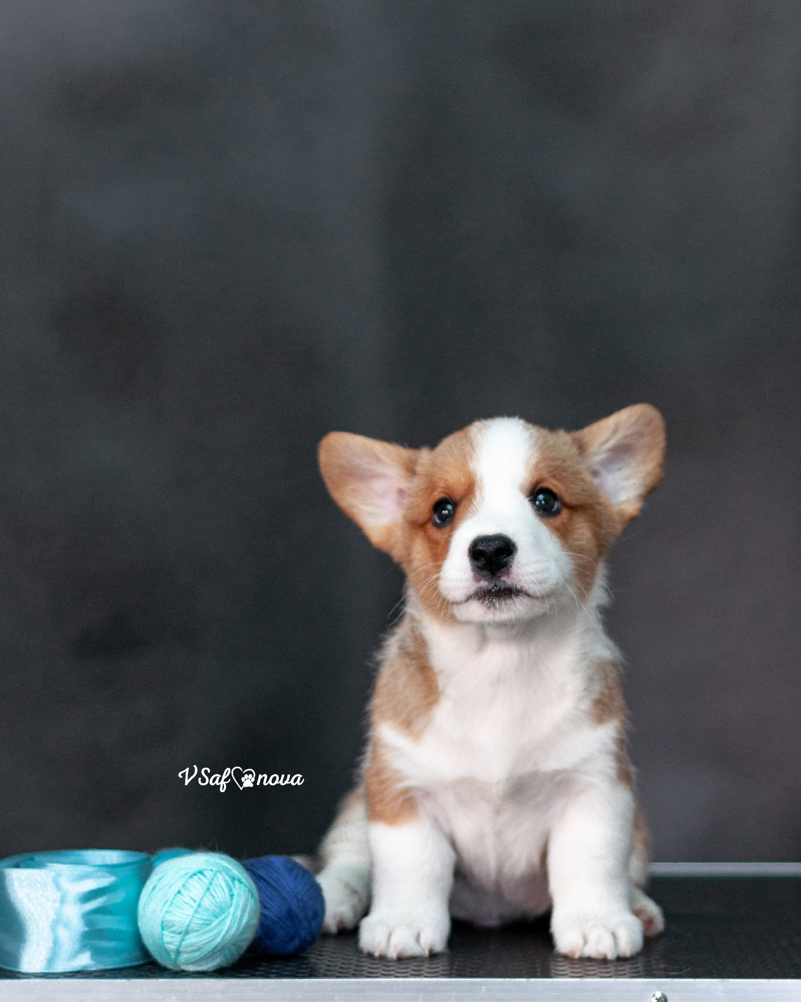 Вельш корги кардиган 30.05.2021. Фотограф анималист Благовещенск. Сафонова Виктория