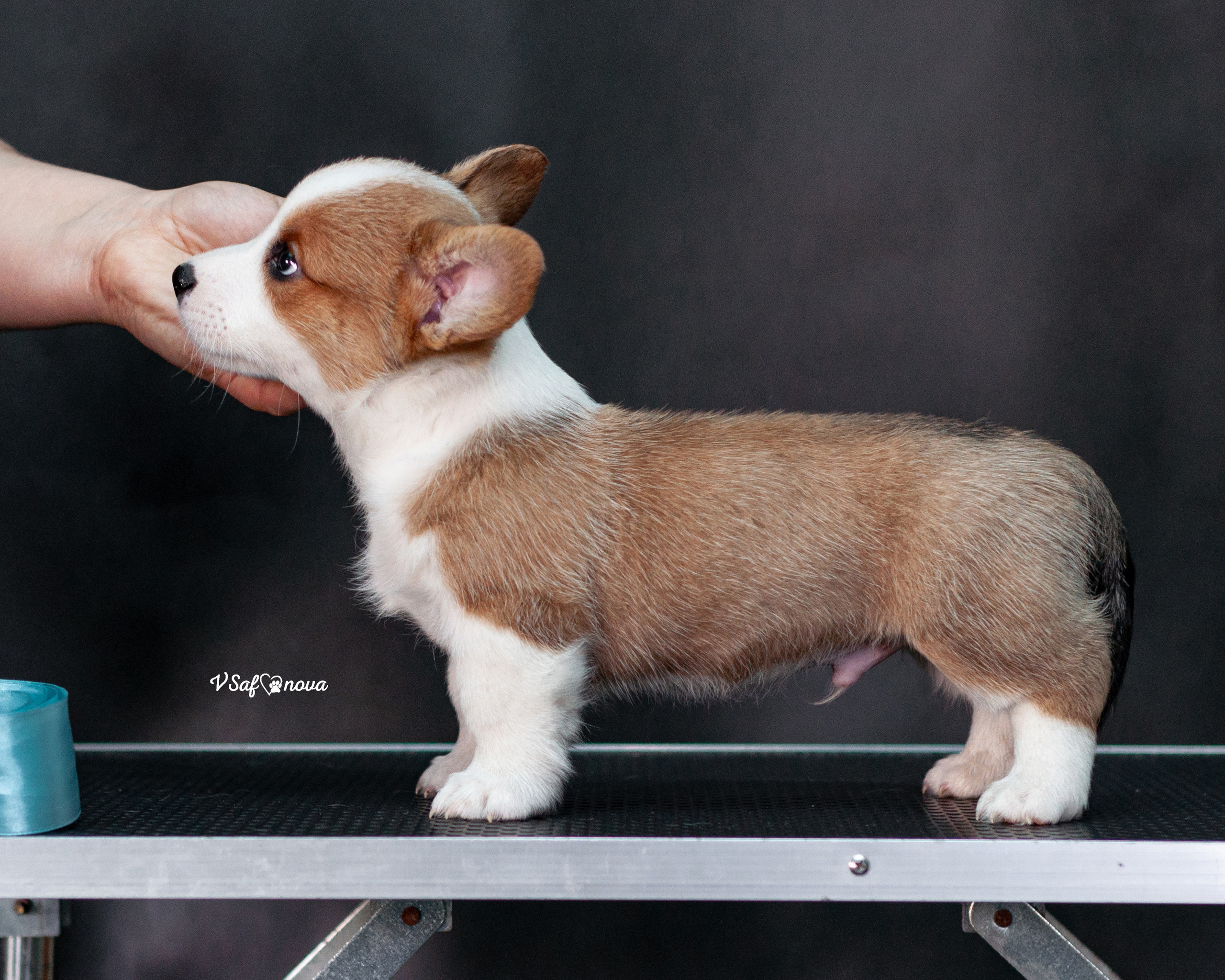 Вельш корги кардиган 30.05.2021. Фотограф анималист Благовещенск. Сафонова Виктория