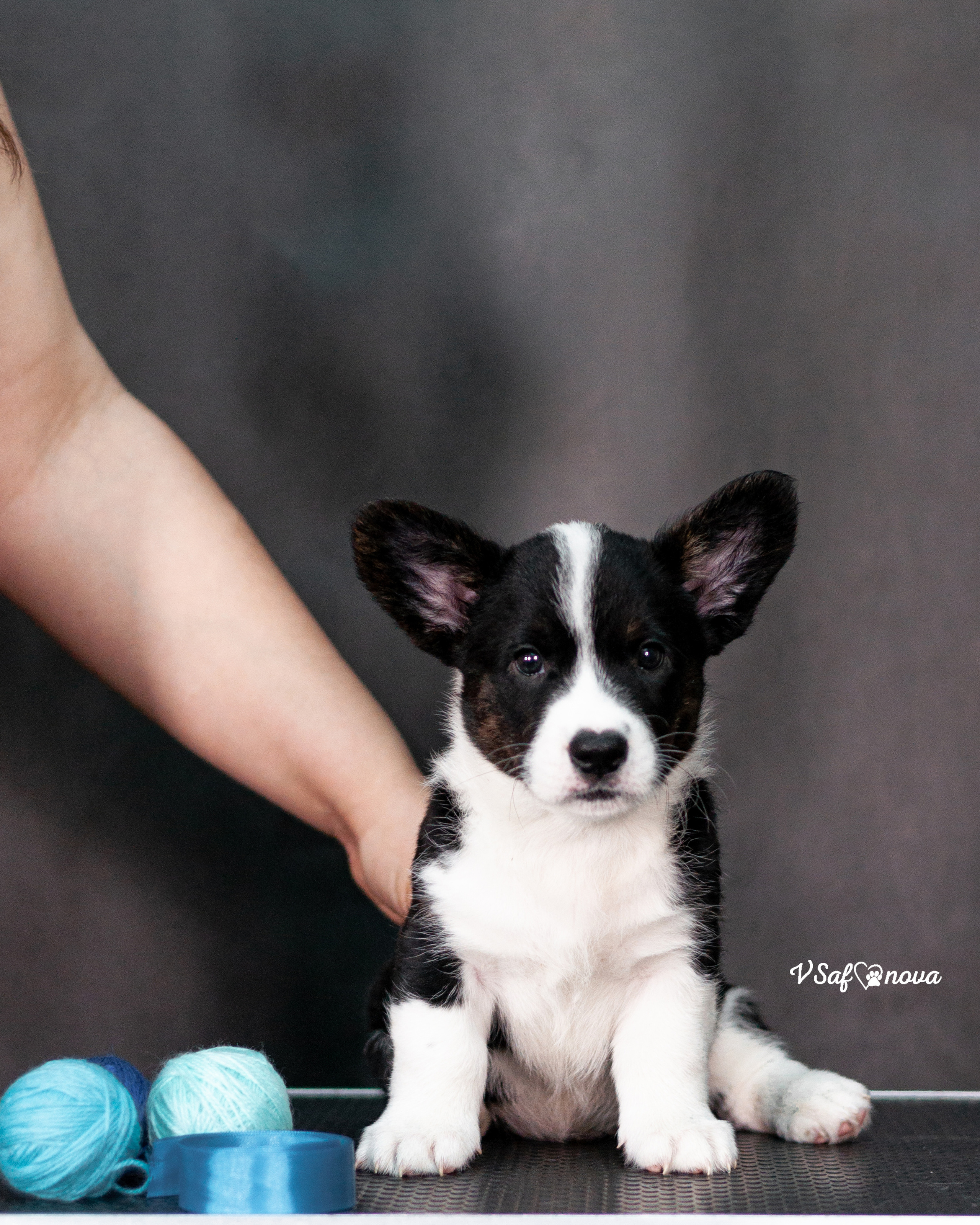 Вельш корги кардиган 30.05.2021. Фотограф анималист Благовещенск. Сафонова Виктория