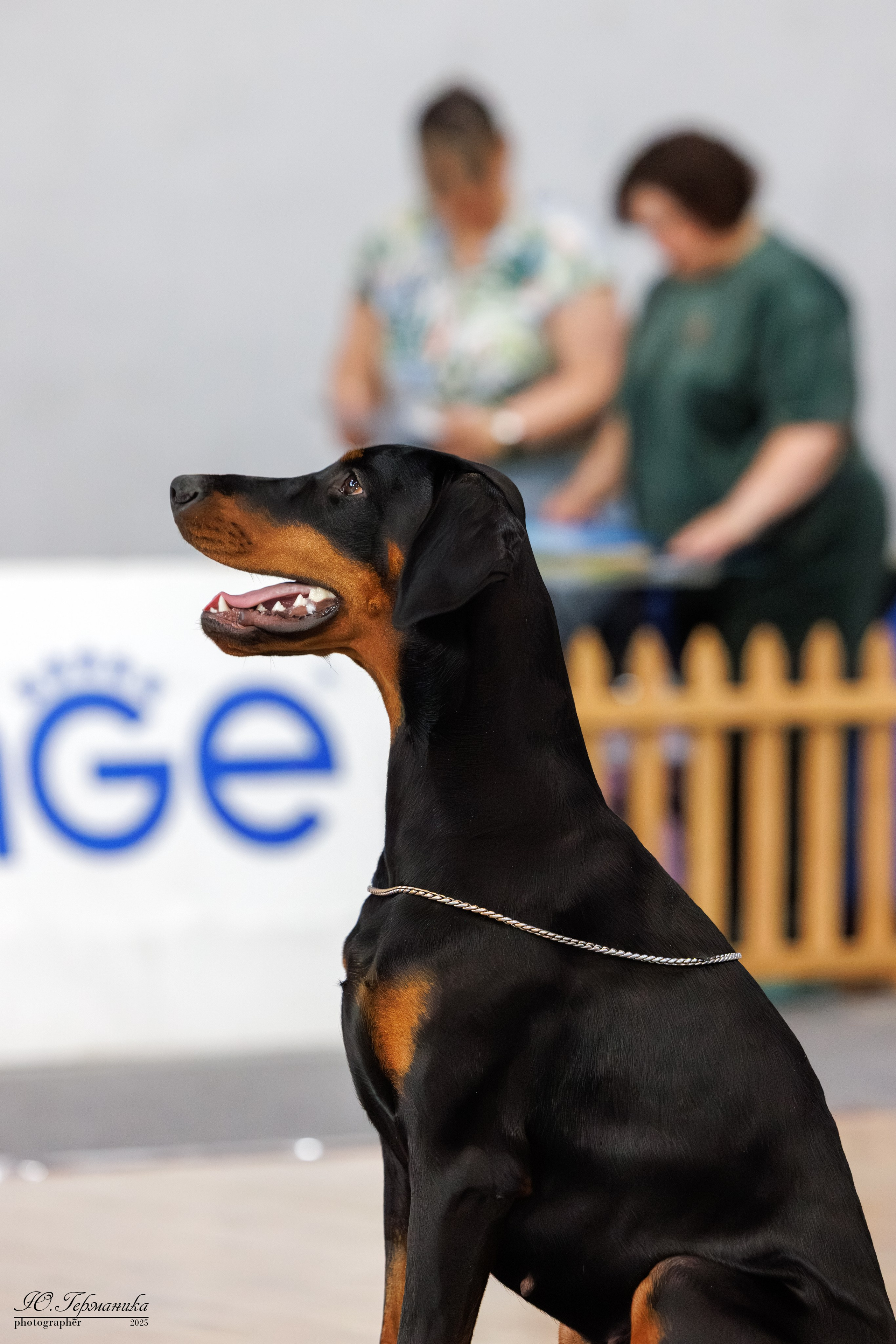 Ереван 2х CACIB 29-30.04.2025. Фотограф-анималист Юлия Германика